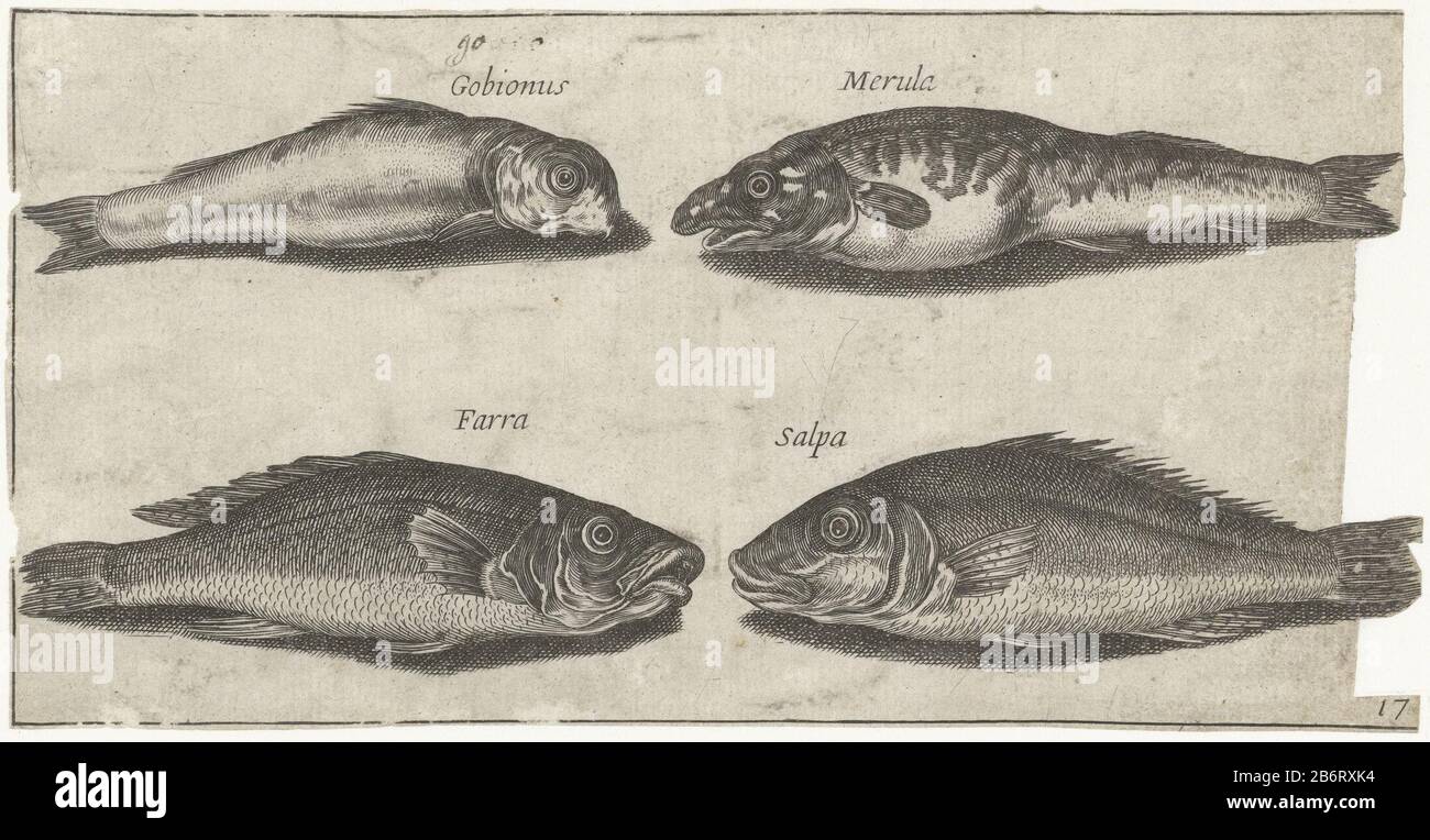 Grondel, bokvis, wijting en een andere vis Vissen (seriettel) Piscivm vivae icones (seriettel) Goby, Bogue, whiting and another Fishy Fish (series title) Piscivm vivae icones (series title) Property Type: Print Serial number: 17 / Item number: RP-P-1979-196 Iscrizioni / Brands: Manufacturer's, Lugt mark : 2228 timbrato : Print maker: Pierre Fire String print of: Adriaen Collaertuitgever: Pierre FirensPlaats manufacture: Print maker: Paris to print by: Antwerpen Editore: Paris Data: 1600 - 1638 caratteristiche Fisiche: Engra material: Paper Technique: Engra (printing proc Foto Stock