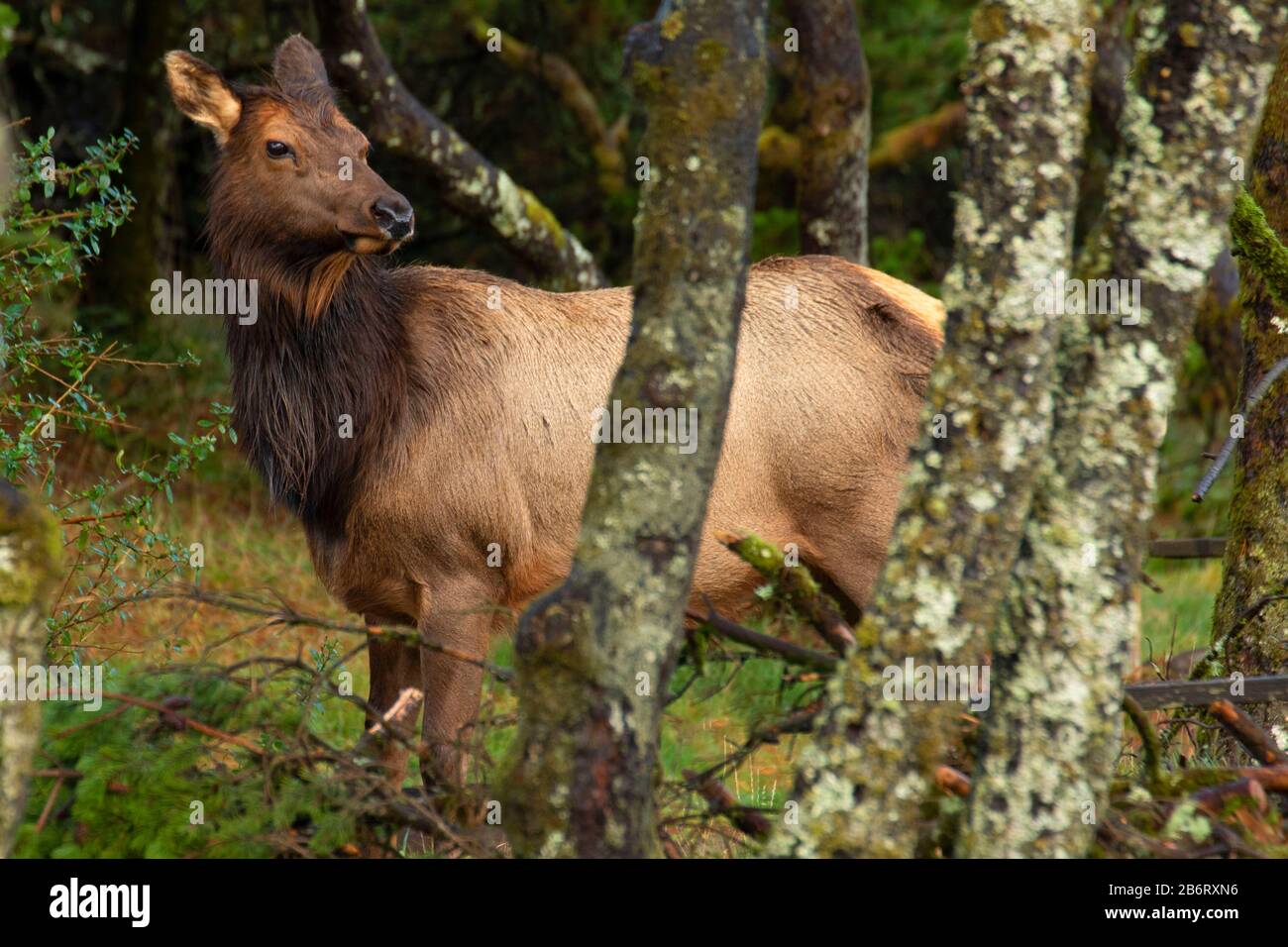 Roosevelt Elk, Nehalem Bay State Park, Oregon Foto Stock