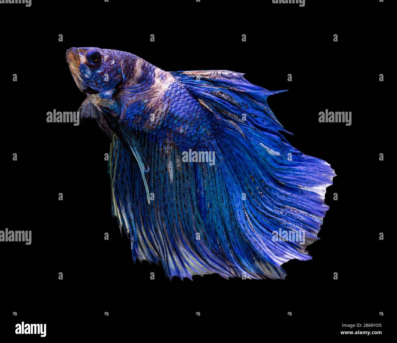 Bella betta splendens mezza luna siamese betta pesce. Lotta pesce in movimento su sfondo nero. Foto Stock