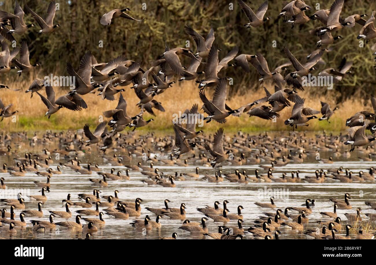 Oche del Canada (Branta canadensis), William Finley National Wildlife Refuge, Oregon Foto Stock
