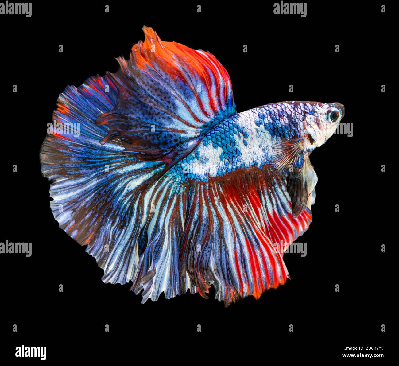 Bella betta splendens mezza luna siamese betta pesce. Lotta pesce in movimento su sfondo nero. Foto Stock