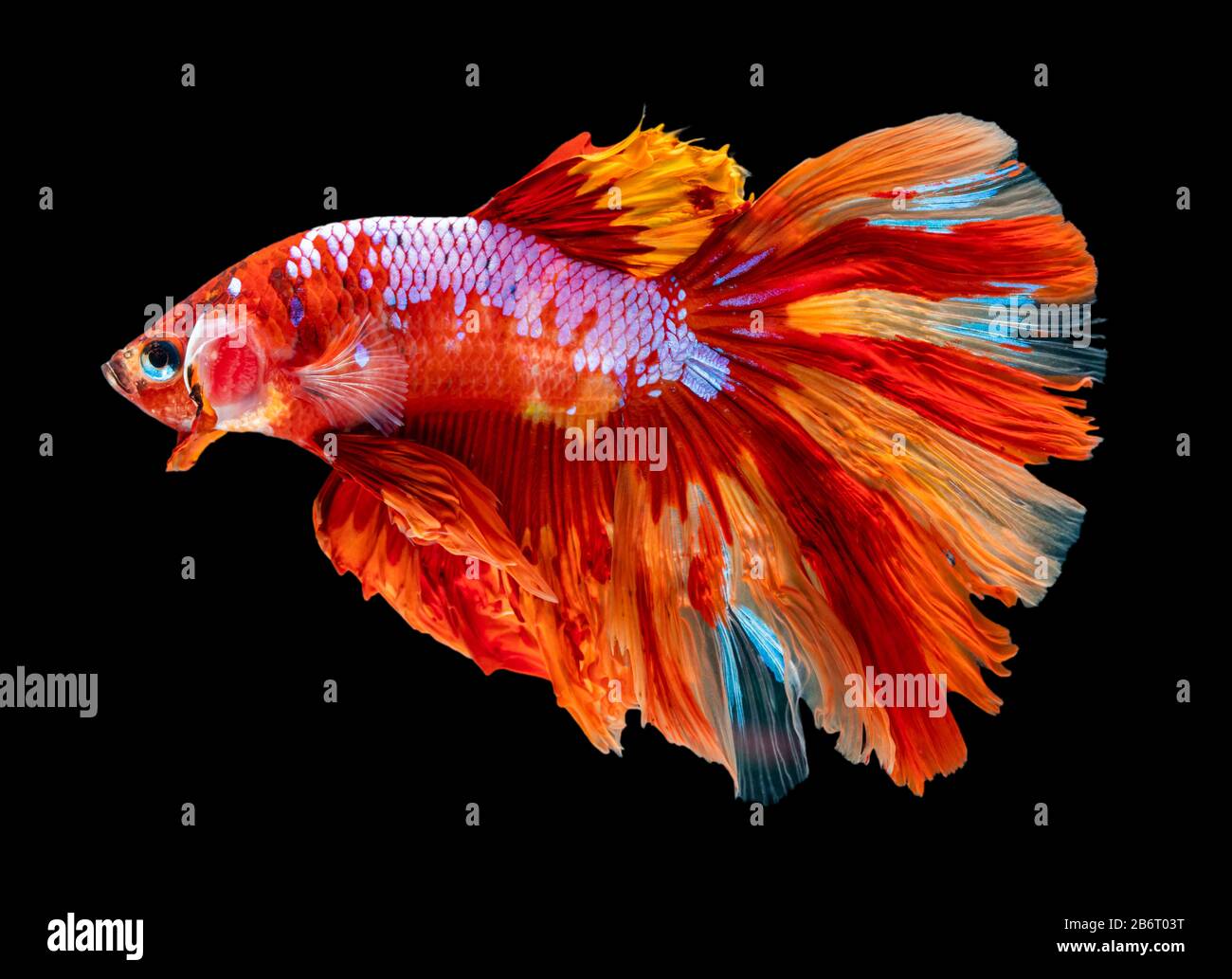 Bella betta splendens mezza luna siamese betta pesce. Lotta pesce in movimento su sfondo nero. Foto Stock