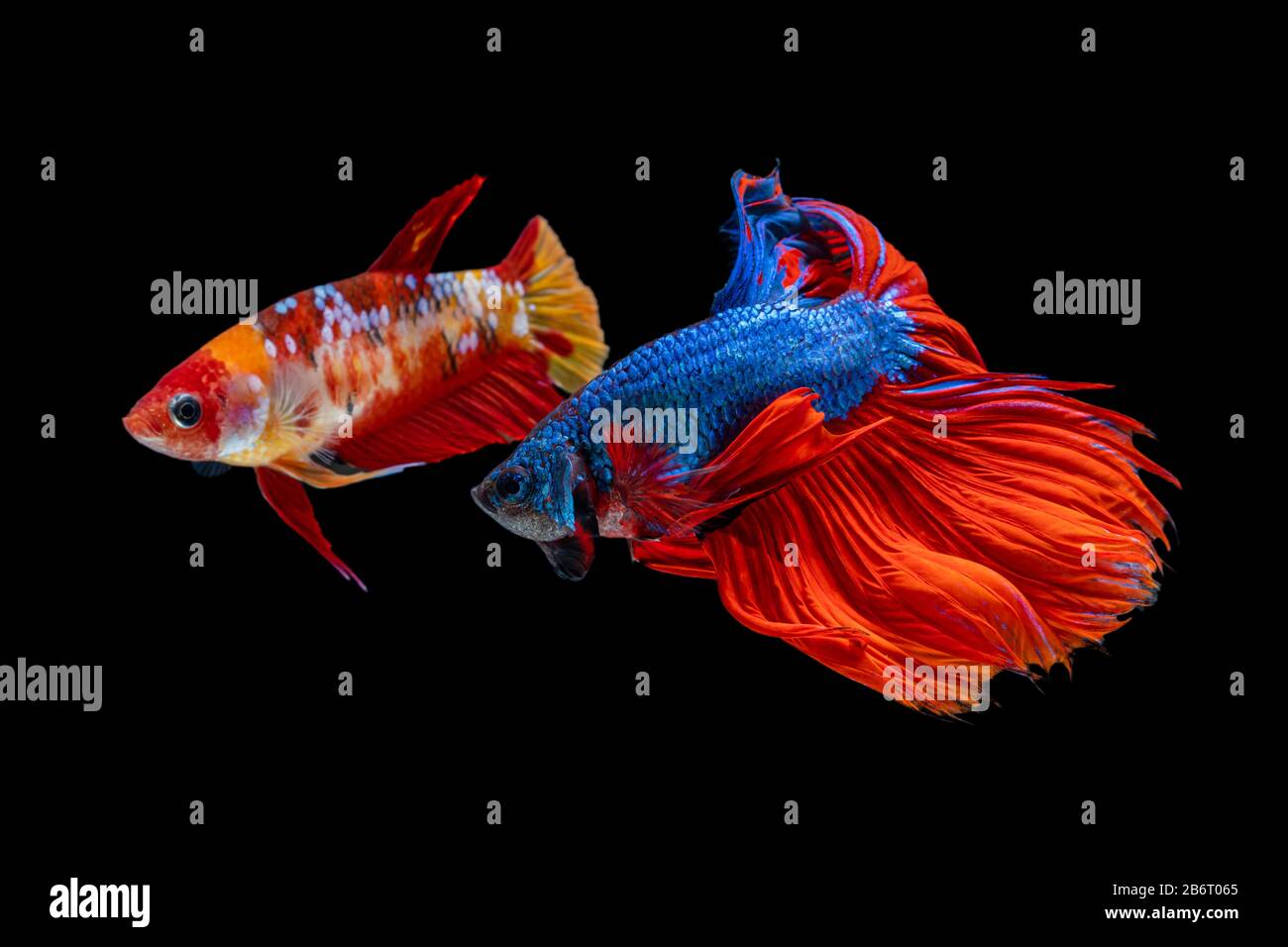 Bella femmina e maschio betta splendens mezza luna siamese betta pesce. Combattendo il pesce in movimento su sfondo nero. Foto Stock