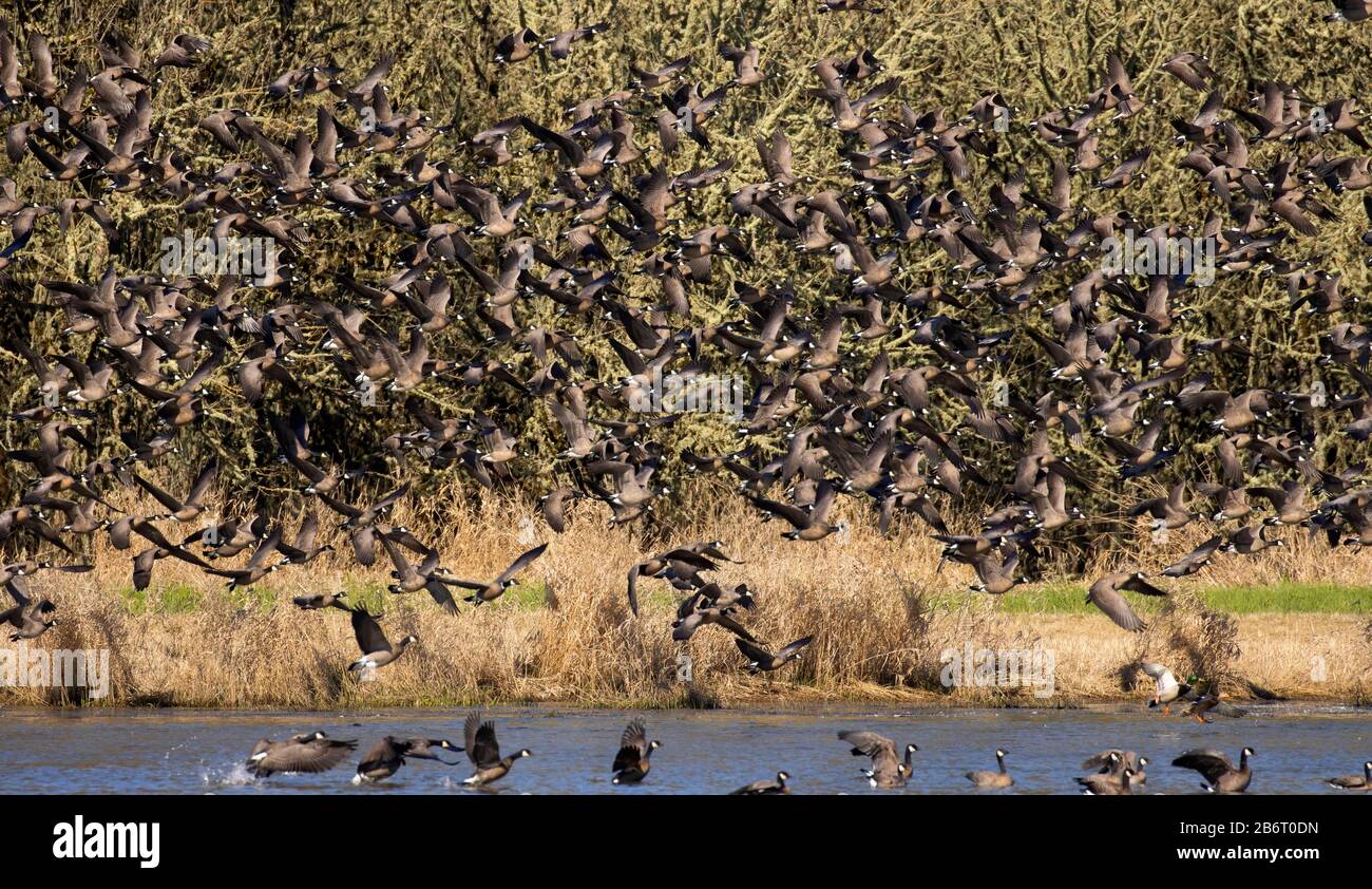 Oche del Canada (Branta canadensis), William Finley National Wildlife Refuge, Oregon Foto Stock