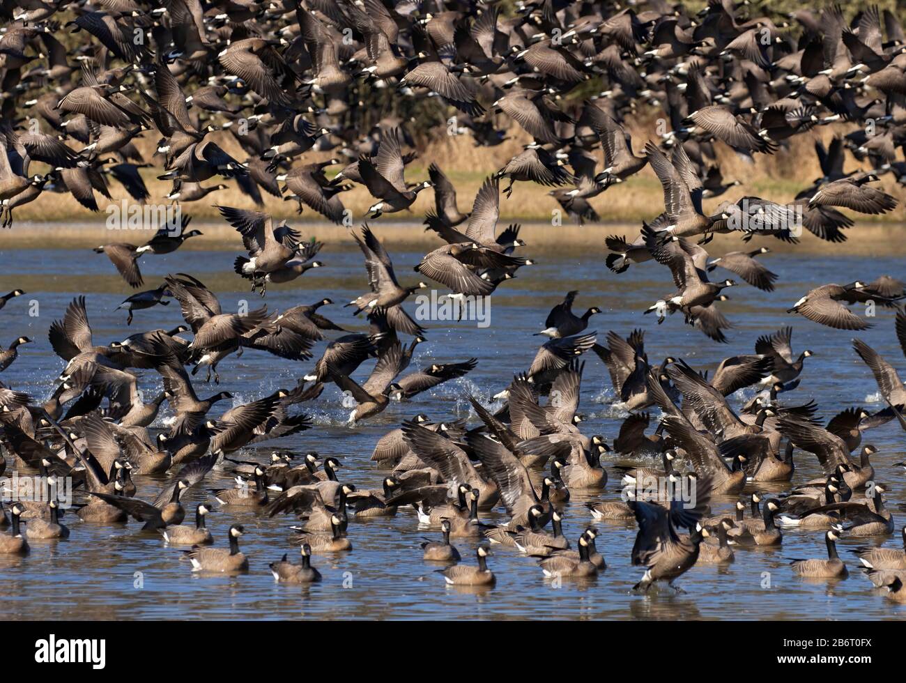 Oche del Canada (Branta canadensis), William Finley National Wildlife Refuge, Oregon Foto Stock