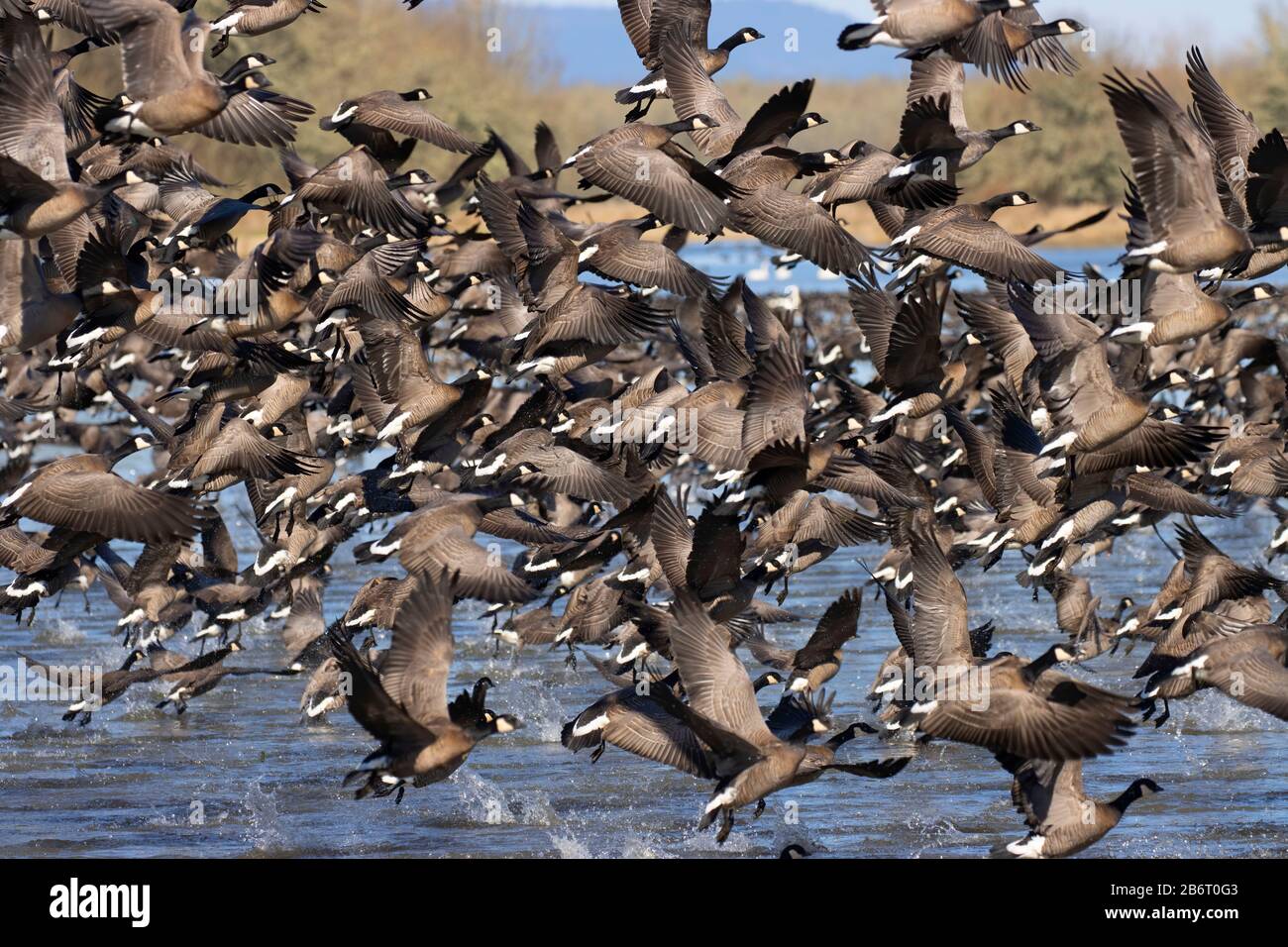 Oche del Canada (Branta canadensis), William Finley National Wildlife Refuge, Oregon Foto Stock