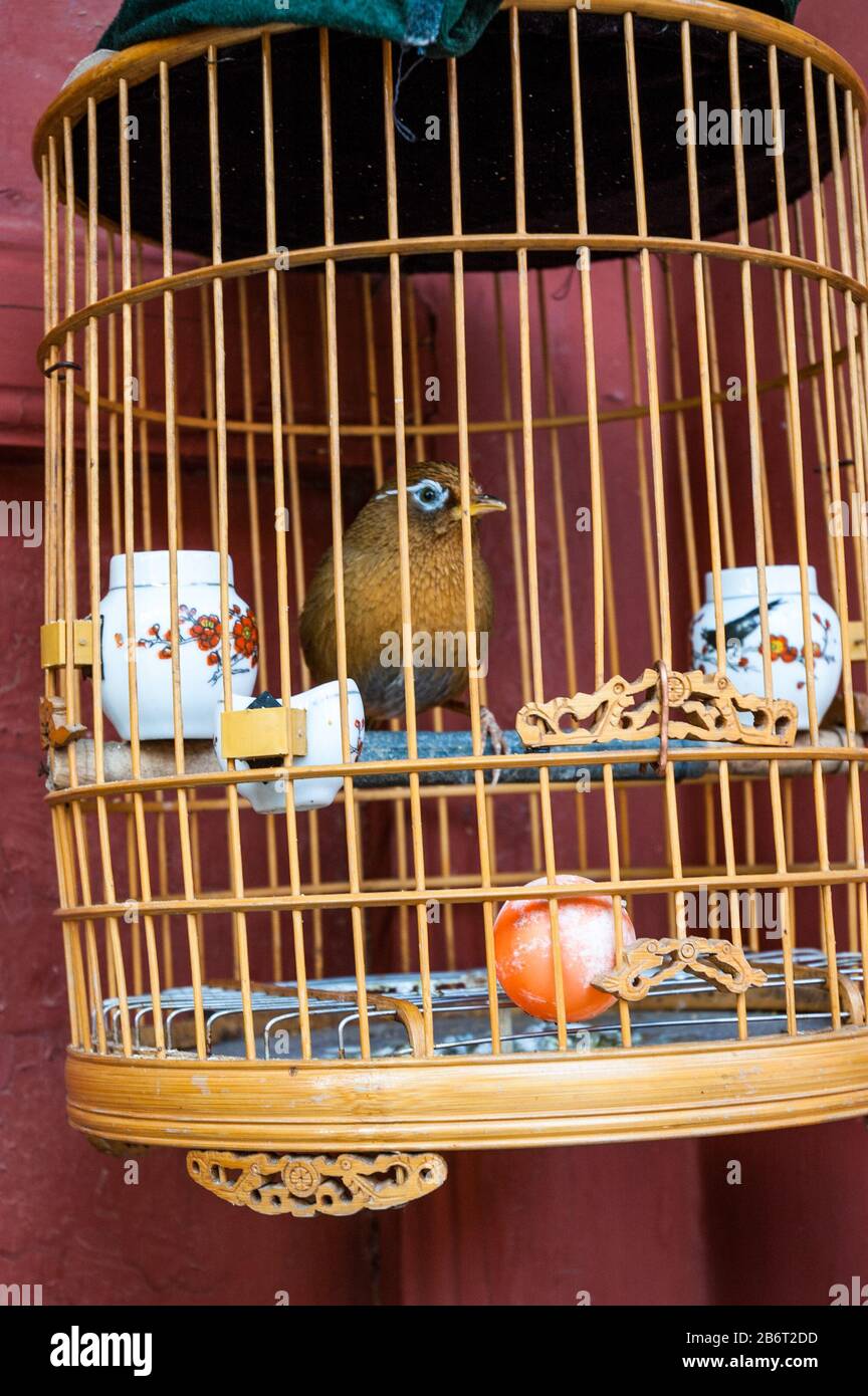 PET bird (Myna bird) in una gabbia nella sala delle corporazioni di Shanshangan a Kaifeng. Kaifeng era la capitale della dinastia Northern Song. Provincia Di Henan, Cina. Foto Stock