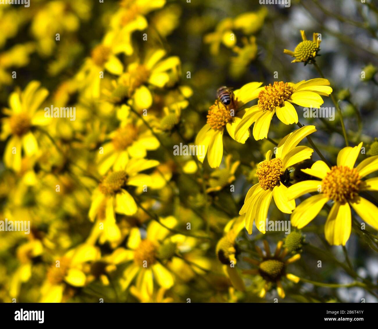 Campo di fiori gialli con ape in background Foto Stock