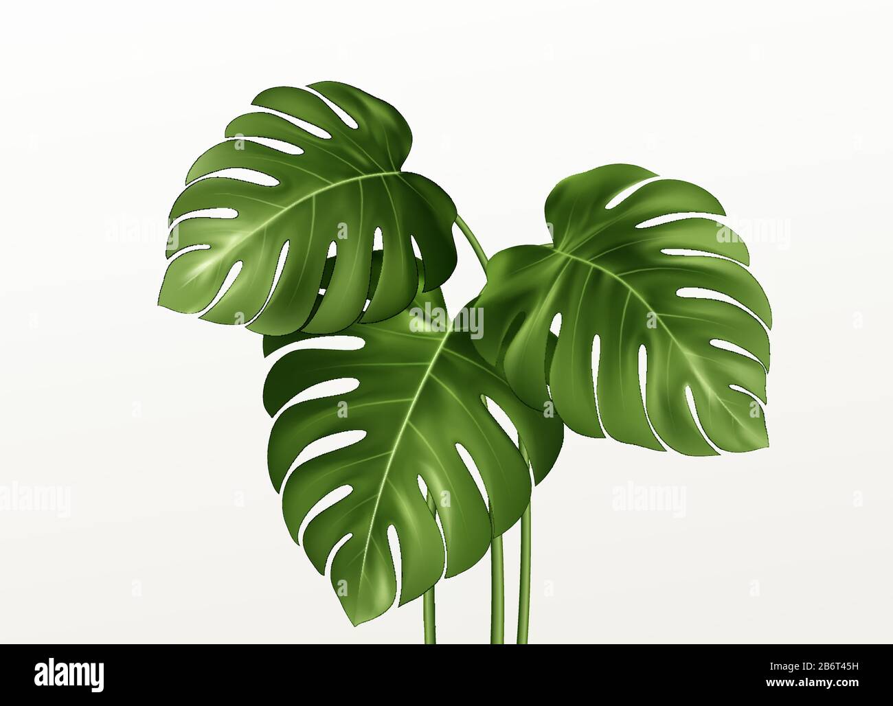 Realistiche foglie verdi luminose di monstera isolato su sfondo bianco. Illustrazione del vettore Illustrazione Vettoriale