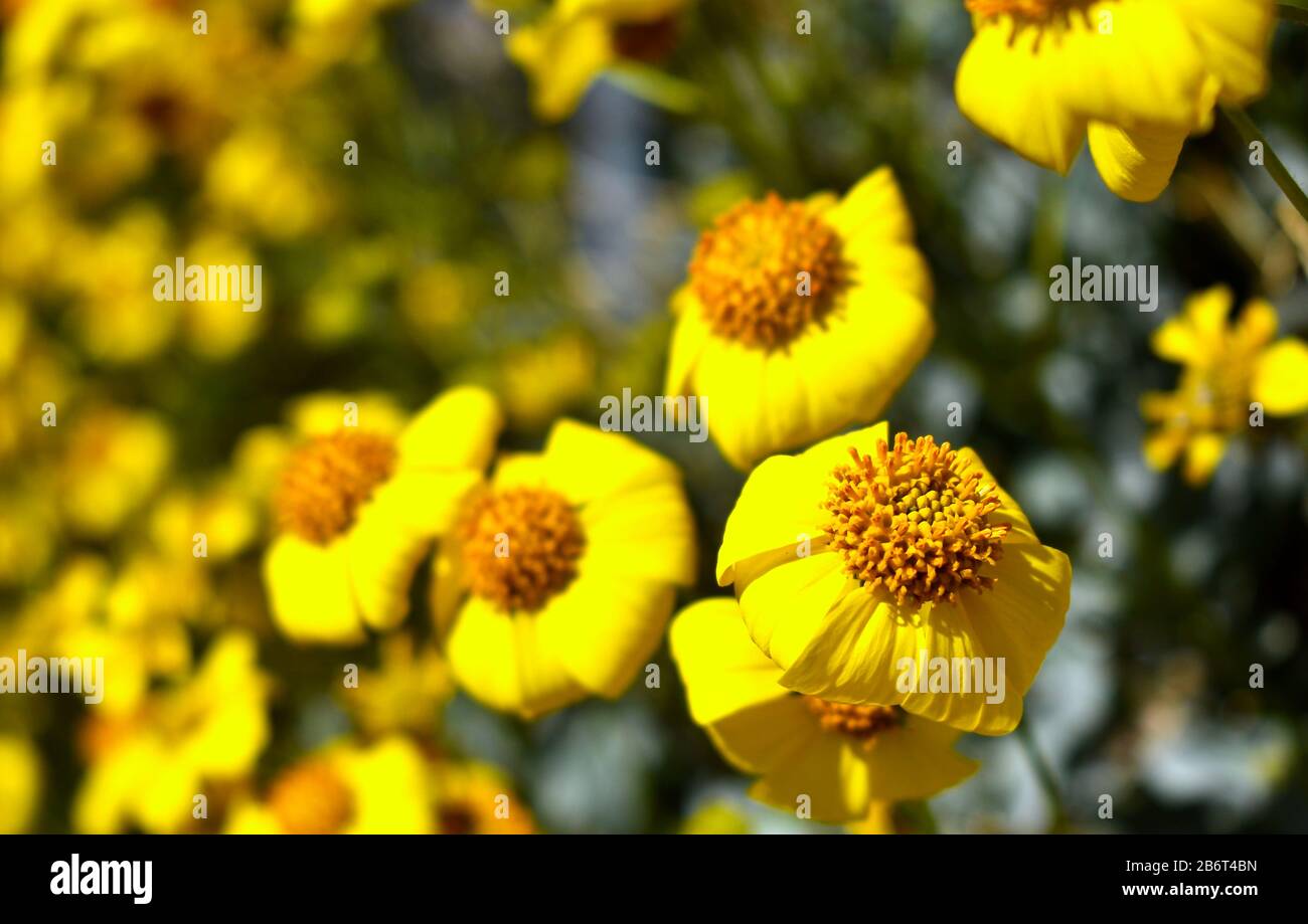 Fiore giallo con sfondo sfocato Foto Stock