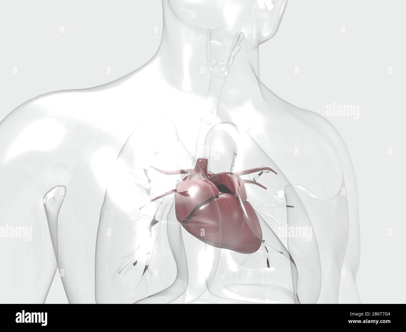 rendering 3d del sistema anatomico del cuore umano Foto Stock