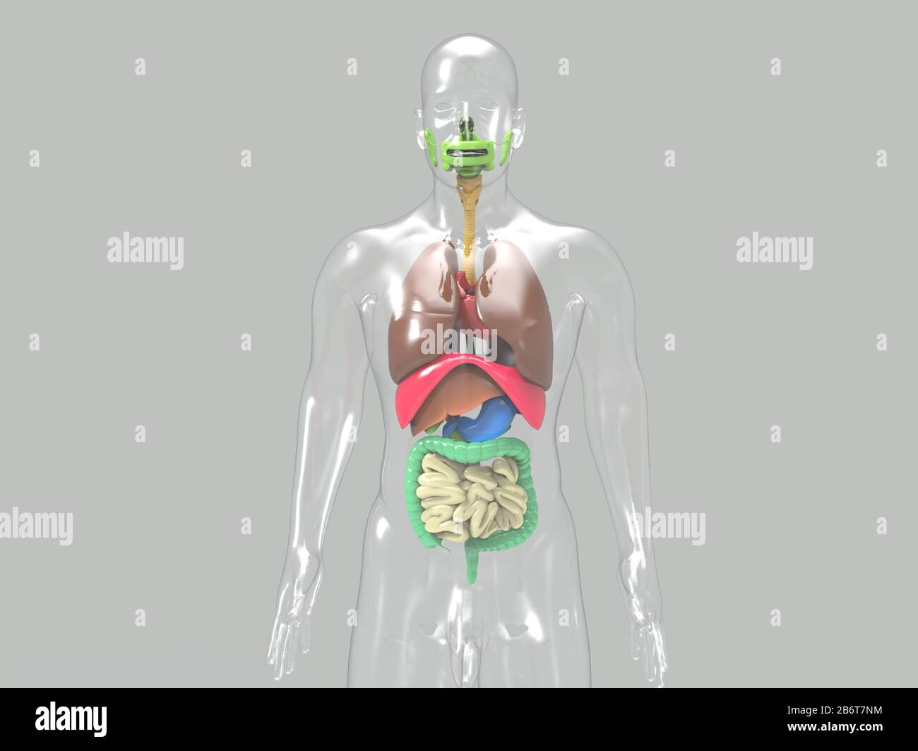 rendering 3d del sistema anatomico del cuore umano Foto Stock