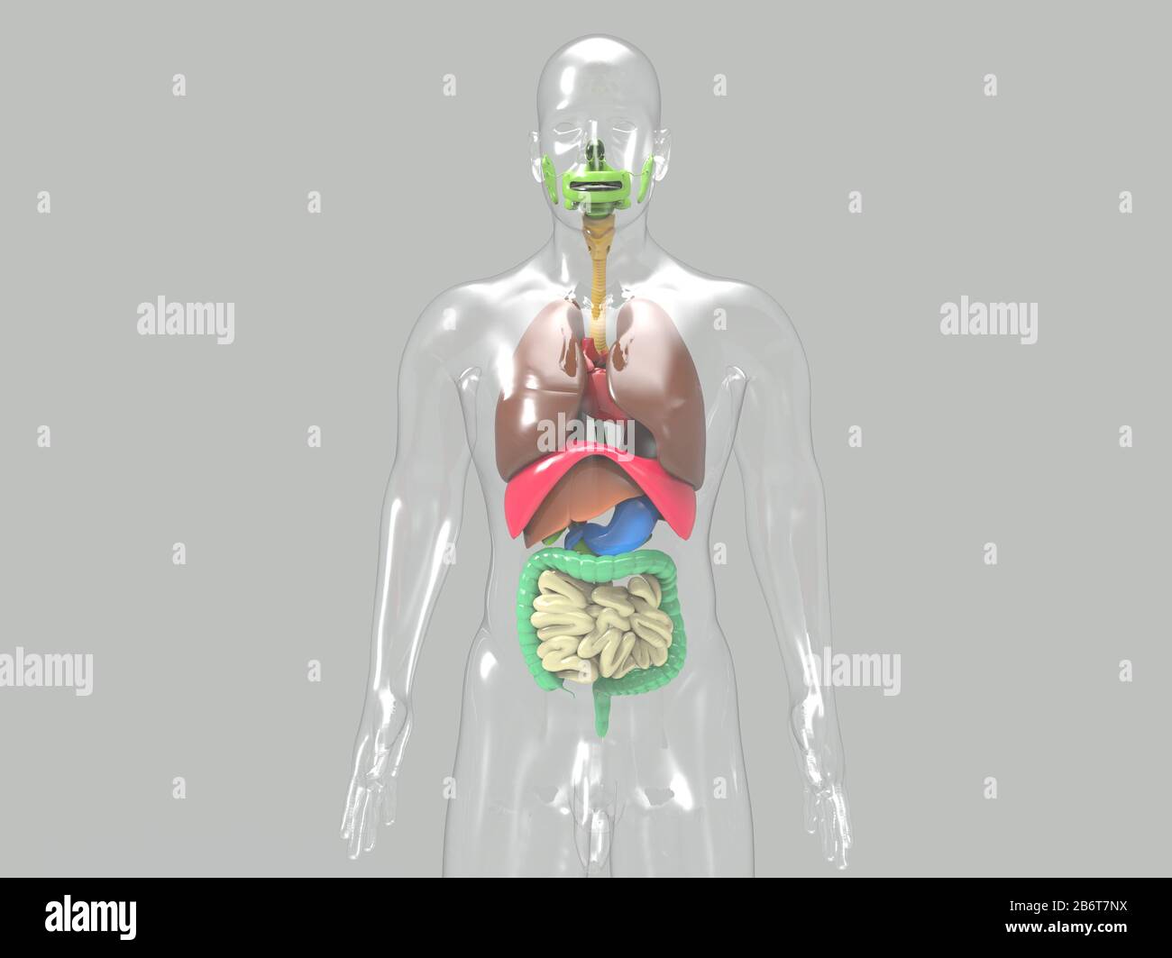 rendering 3d del sistema anatomico del cuore umano Foto Stock