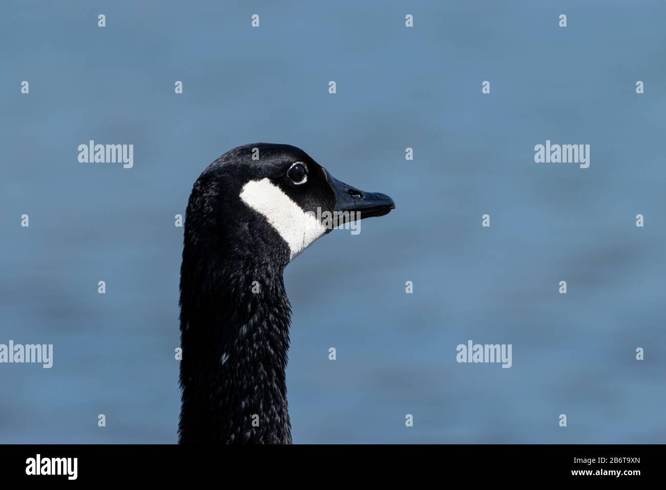 Closeup profilo ritratto della bella, testa nera del Canada Goose con la sua caratteristica striscia bianca mento come si guarda di qualcosa nel distan Foto Stock