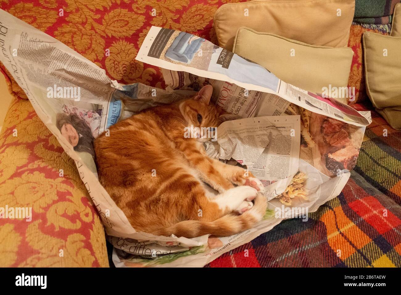 Il gatto zenzero si arricciata sul giornale su un divano Foto Stock