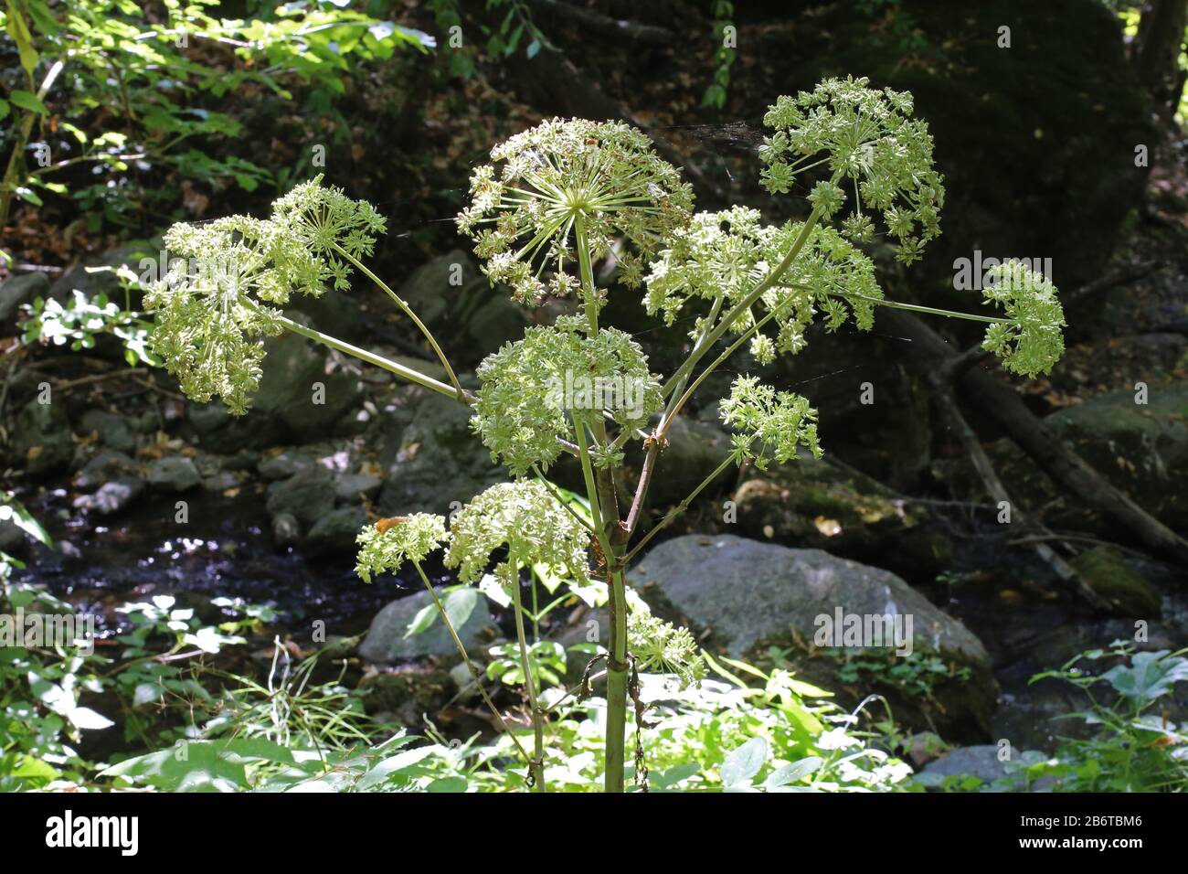 Angelica europeo - Wild pianta fucilata in estate. Foto Stock