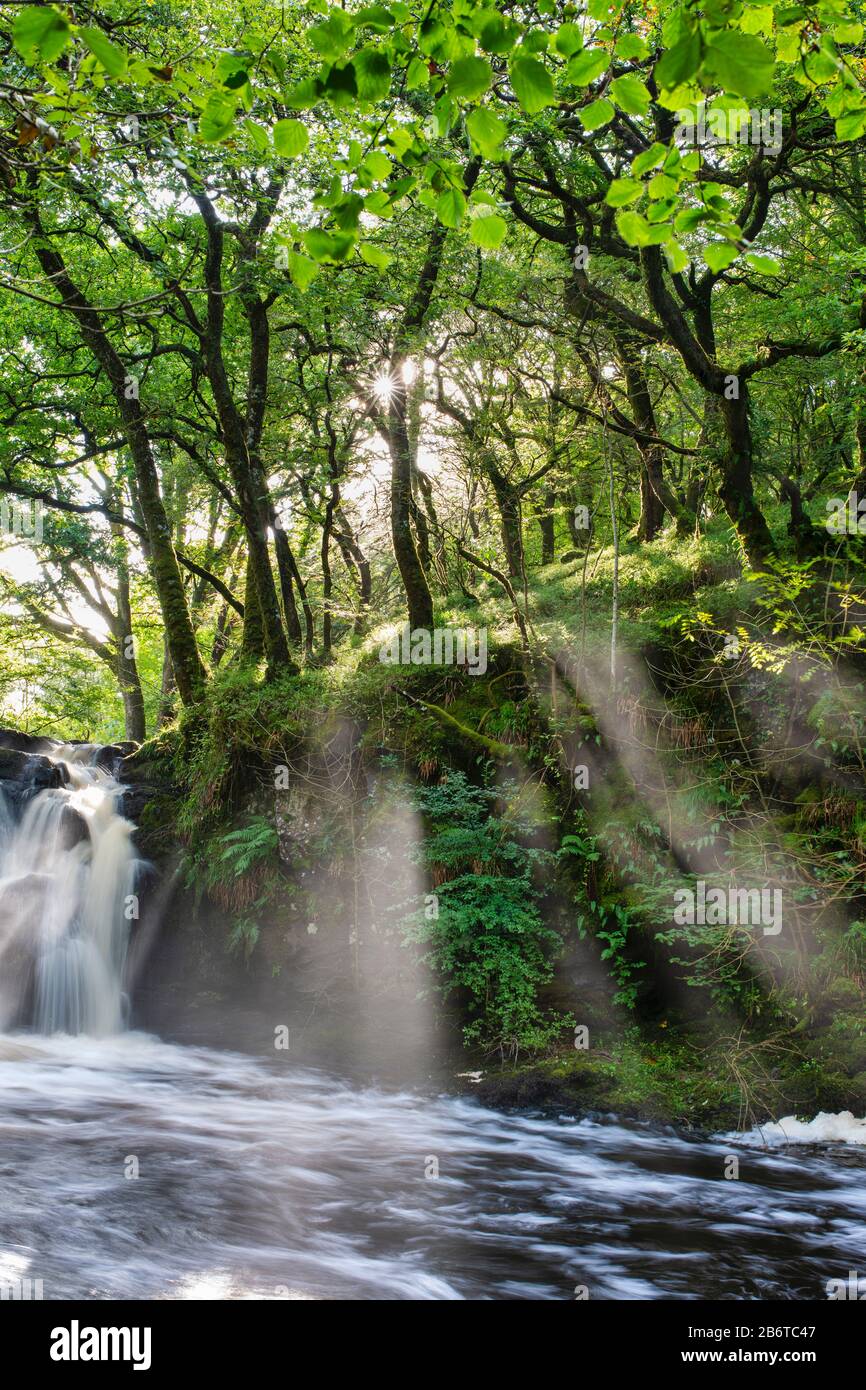 Raggi di luce solare attraverso gli alberi a cascata Covenanters, Santo Linn, Gripple Burn, vicino St Johns Town di Darry, Dumfries & Galloway, Scozia Foto Stock