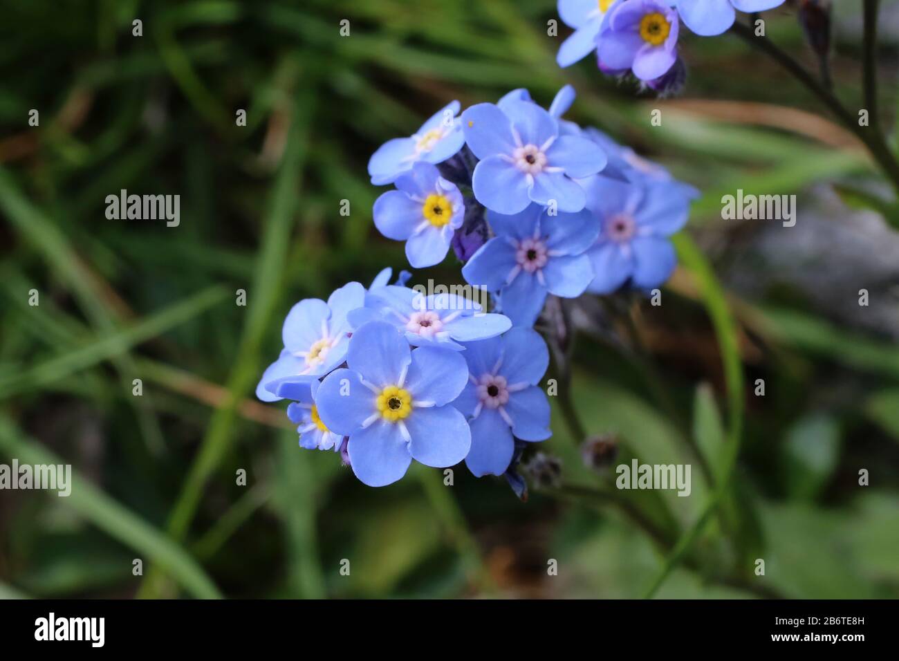 Myosotis alpestris - pianta selvatica sparata in estate. Foto Stock