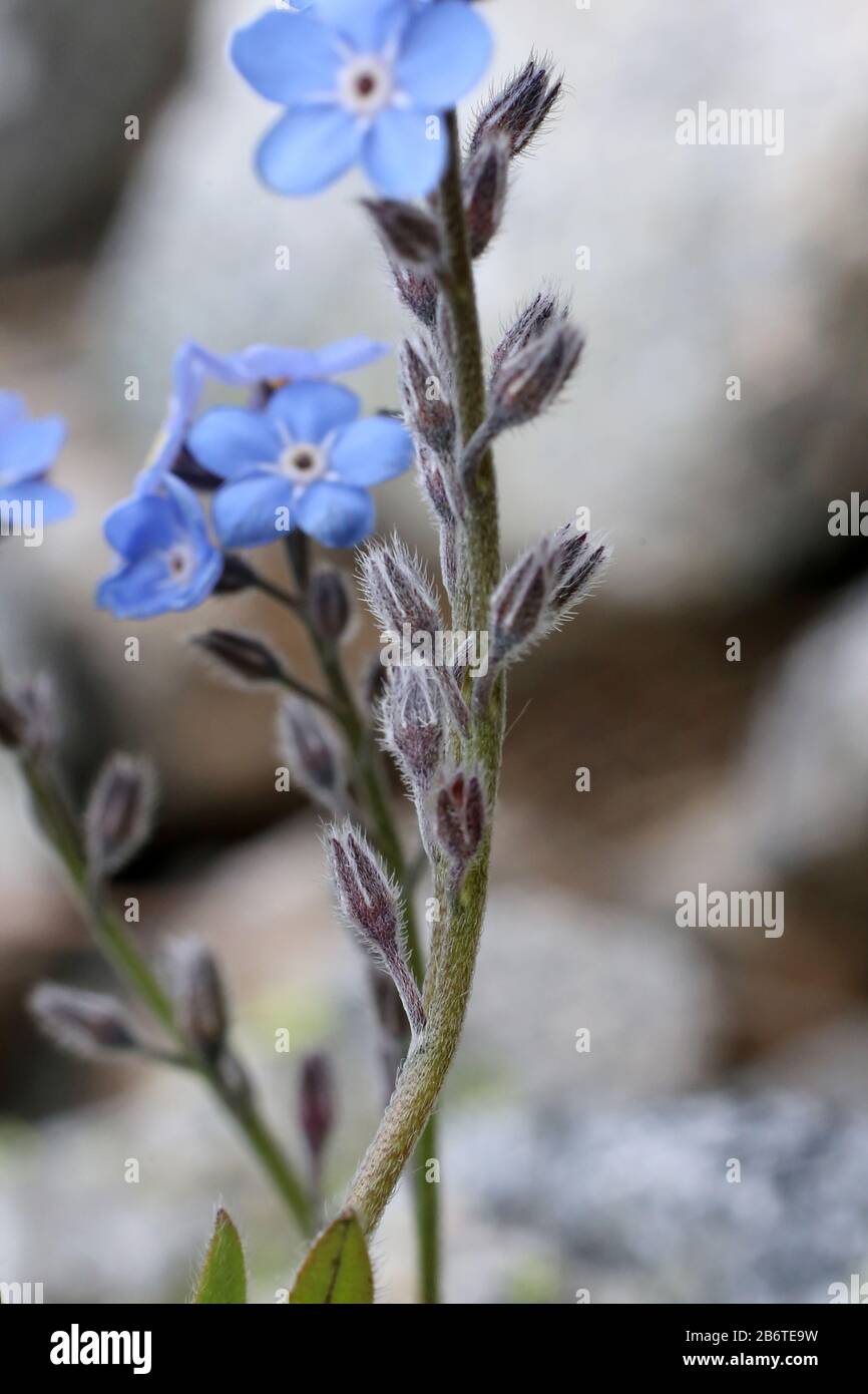 Myosotis alpestris - pianta selvatica sparata in estate. Foto Stock
