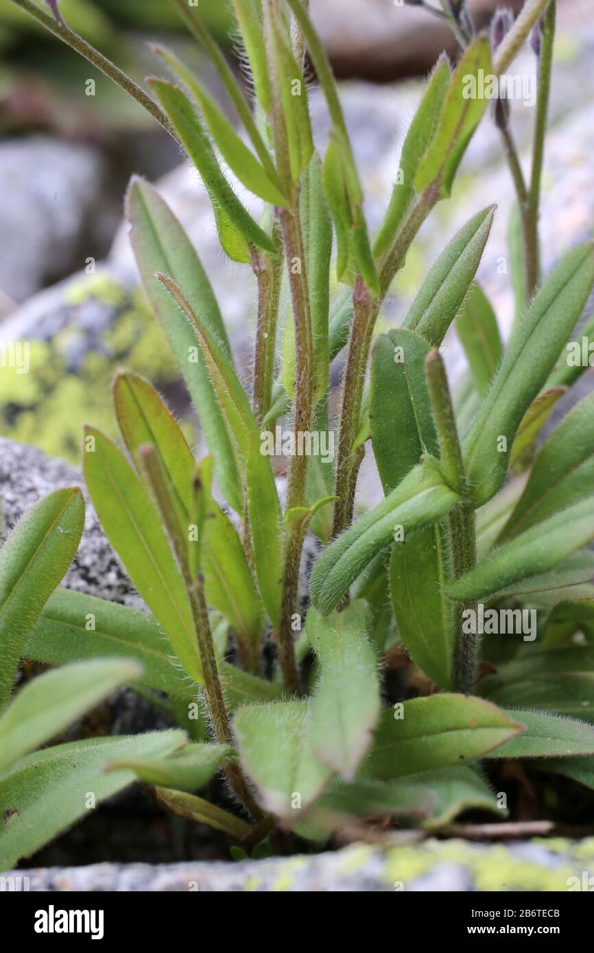 Myosotis alpestris - pianta selvatica sparata in estate. Foto Stock