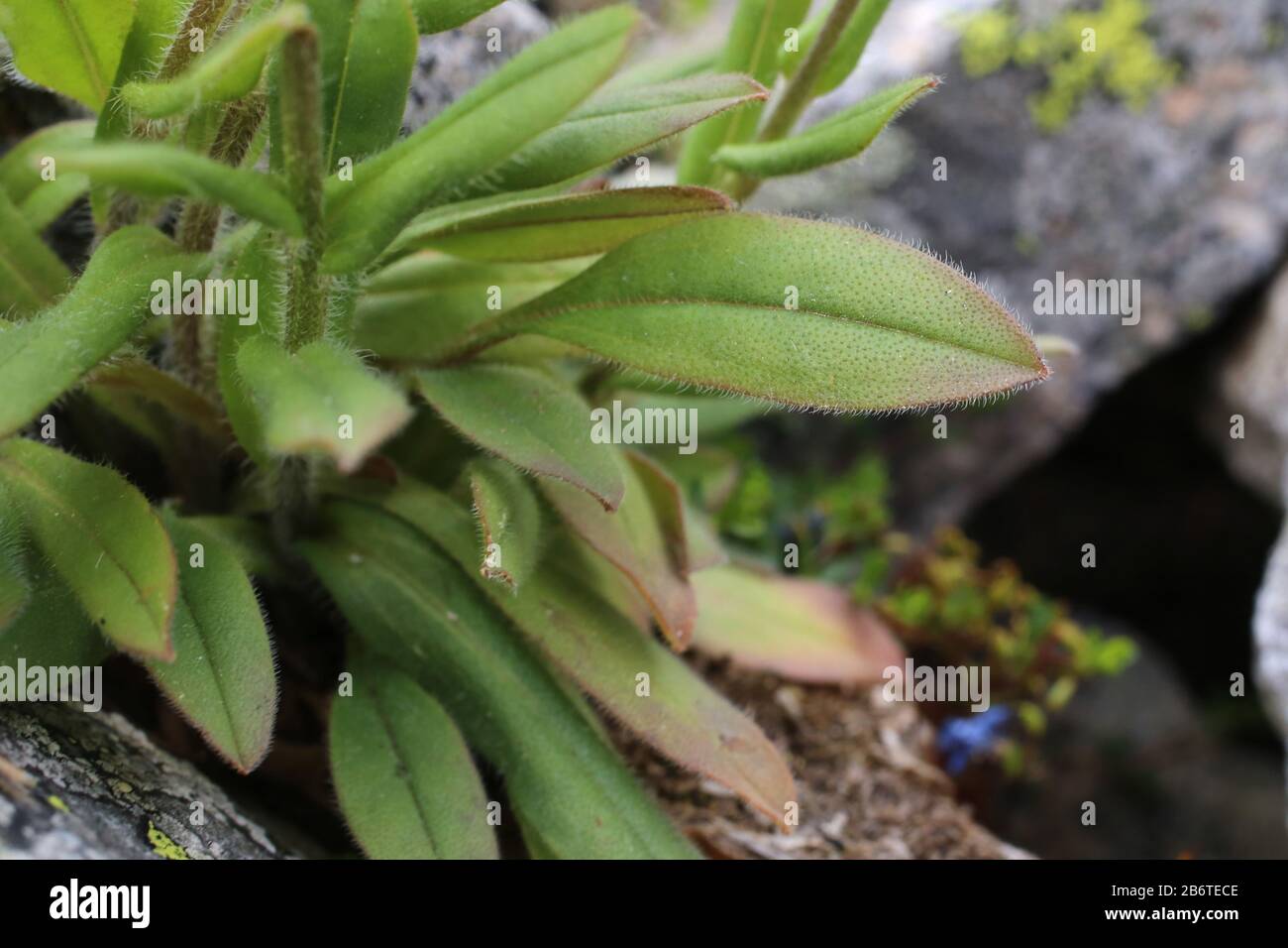 Myosotis alpestris - pianta selvatica sparata in estate. Foto Stock