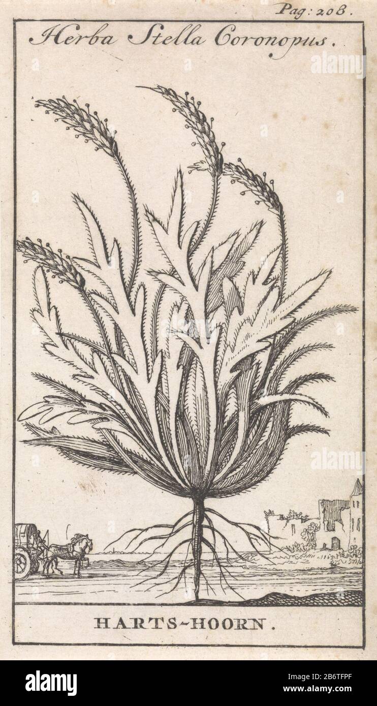 Hertshoorn Herba Stella Coronopus Harts-hoorn (titel op Object) stampa destra etichettato: Pagina: 208. Produttore : printmaker: Caspar Luyken Editore: Jan Claesz ten Hoor Luogo fabbricazione: Amsterdam Data: 1698 caratteristiche Fisiche: Materiale di incisione: Tecnica della carta: Dimensioni di incisione: Foglio: H 138 mm × W 79 mmToelichtingIllustratie out: Blankaart, Steven. La terra Inferiore chen Herbarius polveroso Spice-libro delle erbe principali. Amsterdam: Jan Claesz A Hoorn, 1698. Oggetto: Piante e re- Foto Stock
