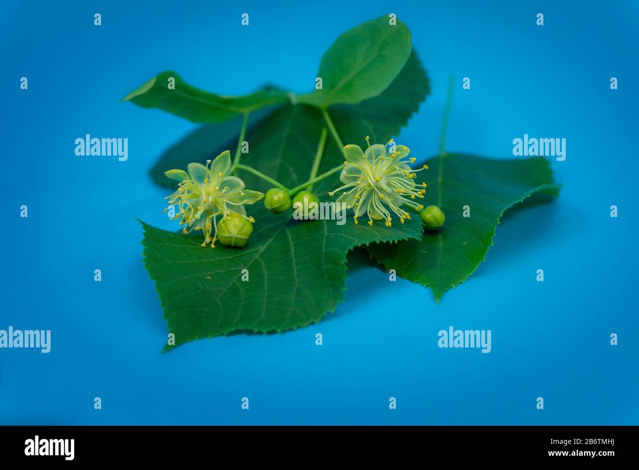 Dettaglio di fiori di tiglio e foglie su sfondo blu Foto Stock