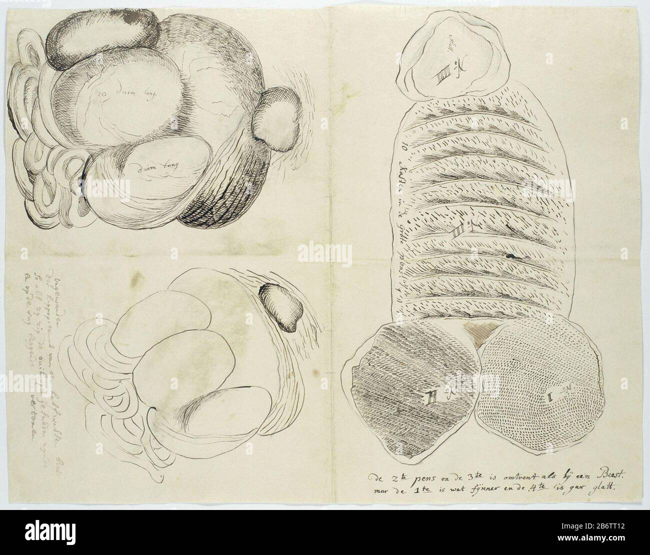 Hippopotamus anfibio (Nijlpaard), maag en ingewanden Hippopotamus anfibio (Hippo), stomaco e intestino tipo di oggetto: Disegno album foglia numero Oggetto: RP-T-1914-17-209-B Iscrizioni / marchi: Annotazione, oltre al disegno in basso a sinistra e sotto disegno a destra, penna e pennello ( ?) nel disegno in marrone diluito: Intestini / der hippopotamus di un animale mezzo-cresciuto / [...]; tek. Destra: 2TE la voce e la 3te è circa come con una bestia. / [...] '(a sinistra nella grafia di Gordon, a destra in diversi scritti a mano; testo completo in: LC Rookmaker, Appendice i di h Foto Stock