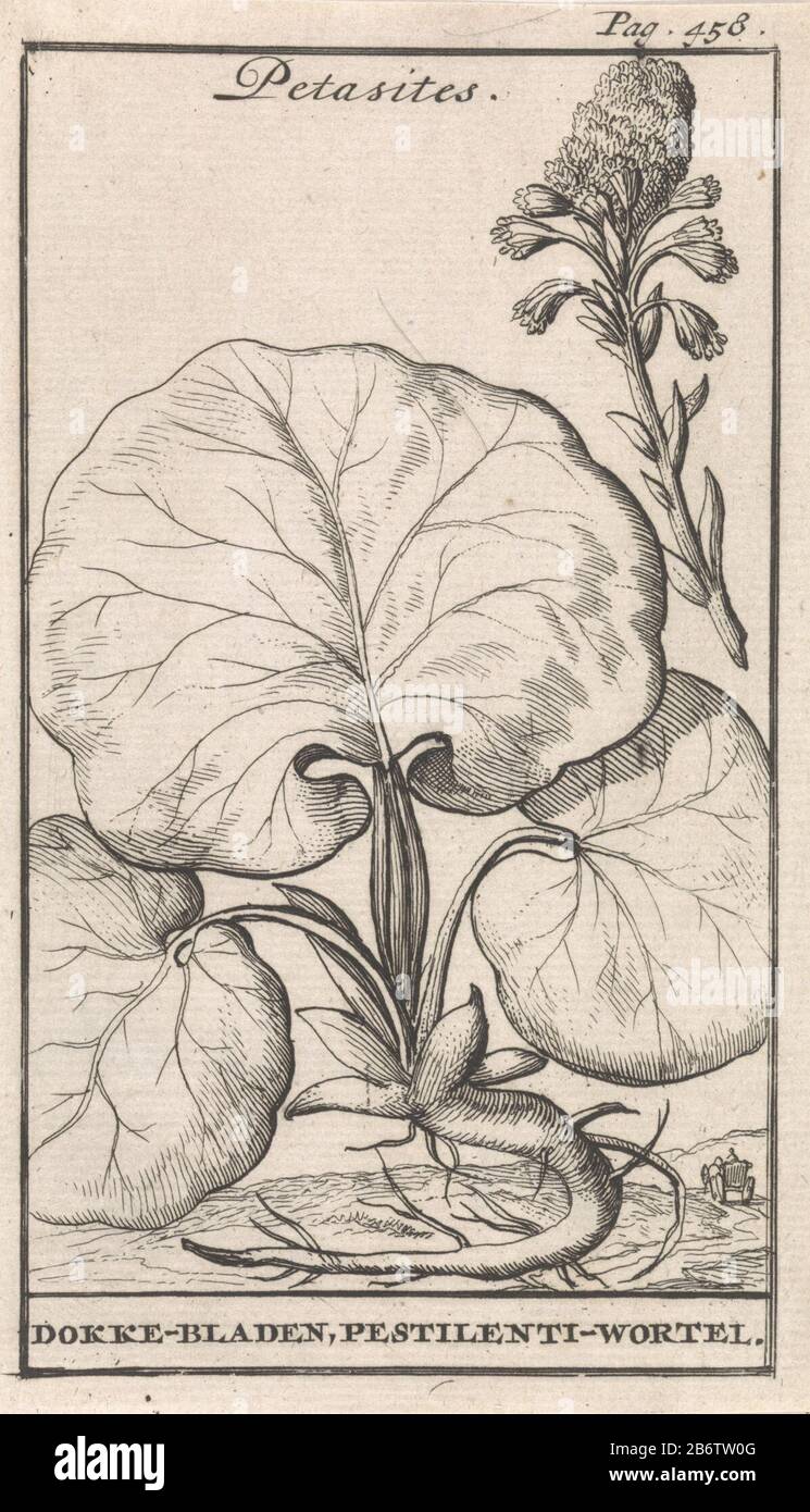 Hoefblad Petasites Dokke-bladen, Pestilenti-wortel Post-destra segnato Pag. 458. Produttore : printmaker: Caspar Luyken Editore: Jan Claesz ten Hoor luogo di produzione: Amsterdam Data: 1698 caratteristiche Fisiche: Materiale di incisione: Tecnica della carta: Incisione dimensioni: Foglio: H 139 mm × W 80 mmToelichtingIllustratie out: Blankaart, Steven. La terra Inferiore chen Herbarius polveroso Spice-libro delle erbe principali. Amsterdam: Jan Claesz A Hoorn, 1698. Oggetto: Piante e re- Foto Stock