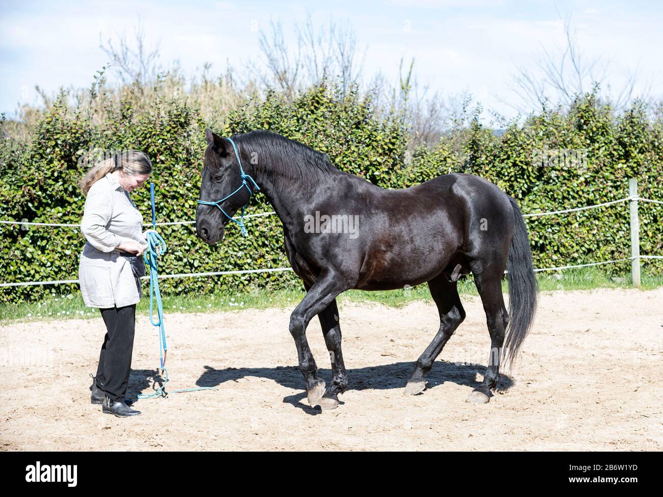 Ragazza di equitazione sono la formazione il suo cavallo nero Foto Stock