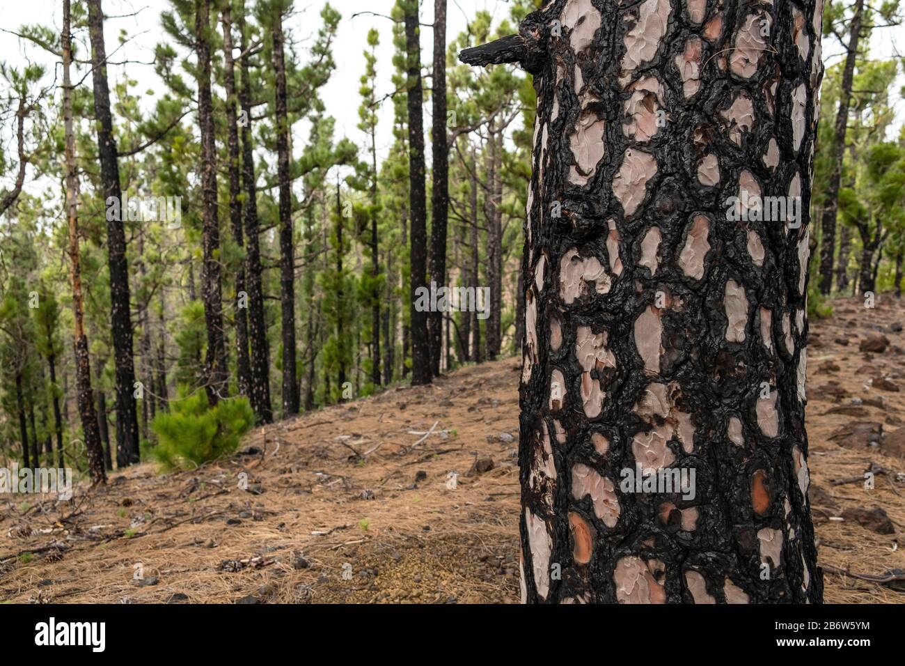 Tronco di un pino dell'isola delle Canarie (Pinus canariensis) dopo il fuoco della foresta, la Palma, Isole Canarie, Spagna Foto Stock