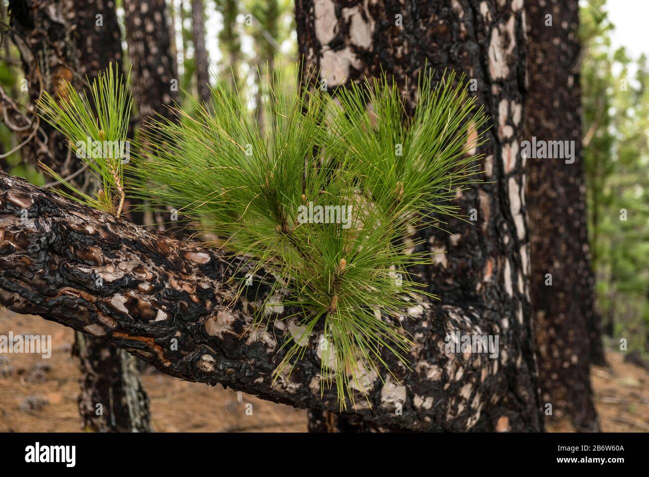 Giovane tiro di un pino dell'isola delle Canarie (Pinus canariensis) dopo il fuoco della foresta, la Palma, Isole Canarie, Spagna Foto Stock