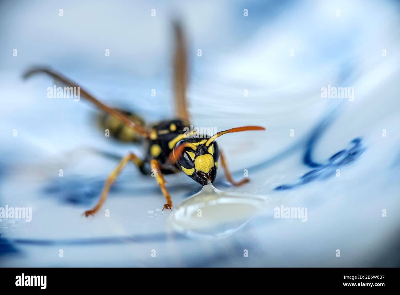 Vespa tedesca (Vespula germanica) mangia a una goccia di miele su un piatto, Germania Foto Stock