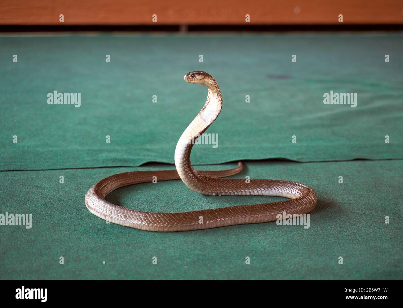 Snake show, belle scale lucide, bella curva Foto Stock