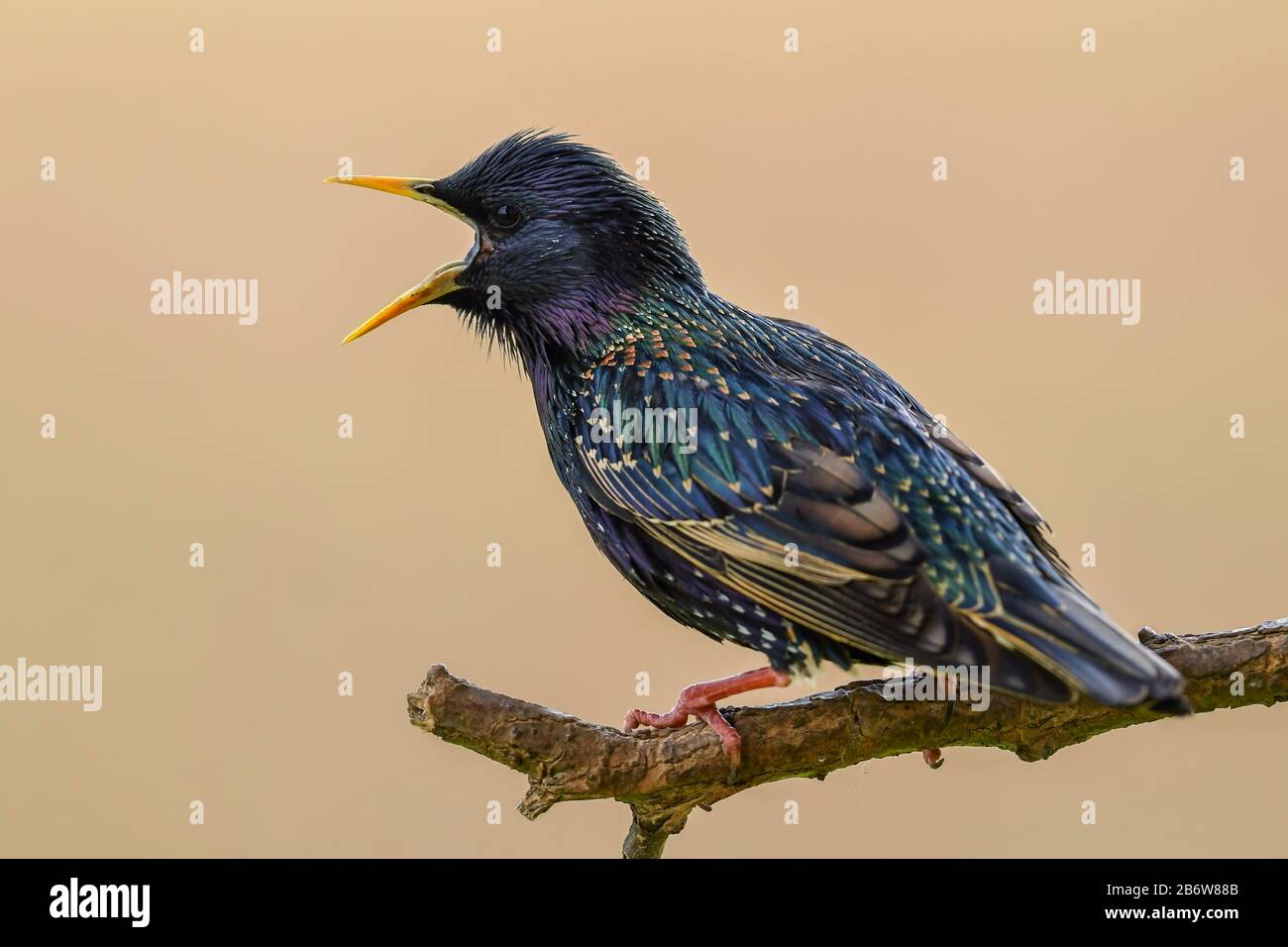 Europea - Starling Sturnus vulgaris, bella palissonatrice comune uccelli dai giardini europei e foreste, Hortobaby National Park, Ungheria. Foto Stock
