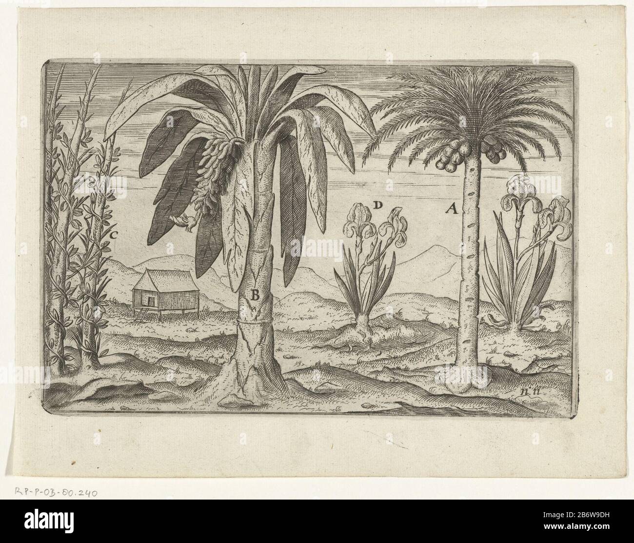 Inheemse gewassen van Sumatra, 1596 Piante native di Sumatra, 1596. Palme da cocco, piante di pepe di banana e ires. Stampa delle lastre ritrattate per le illustrazioni originali nel travelogue della Prima nave Vaert Cornelis de Houtman alle Indie Orientali nel 1595-1597. N.11. Produttore : produttore di stampe: Anonymous location manufacturing: Northern Netherlands Data: 1597-1598 e / o 1646 caratteristiche Fisiche: Incisione ed engra materiale: Carta Tecnica: Incisione / engra (processo di stampa) Misure: Bordo della lastra: H 145 mm × W 220 mmToelichtingGebruikt come illustrazione prima in: Willia Foto Stock