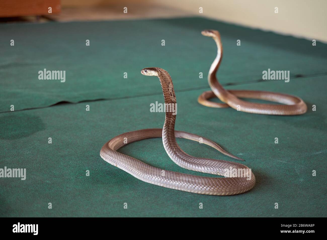 Snake show, belle scale lucide, bella curva Foto Stock