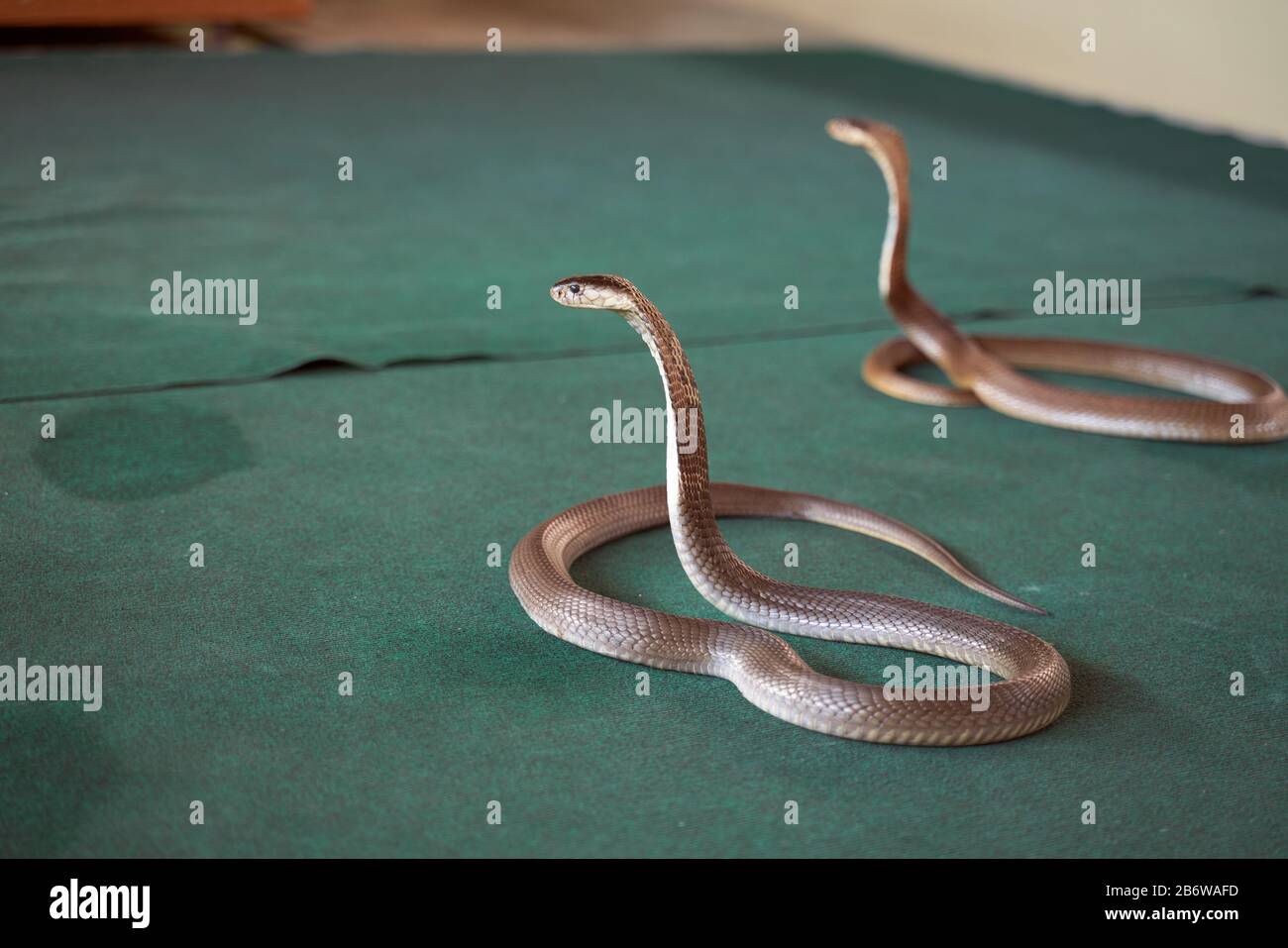 Snake show, belle scale lucide, bella curva Foto Stock