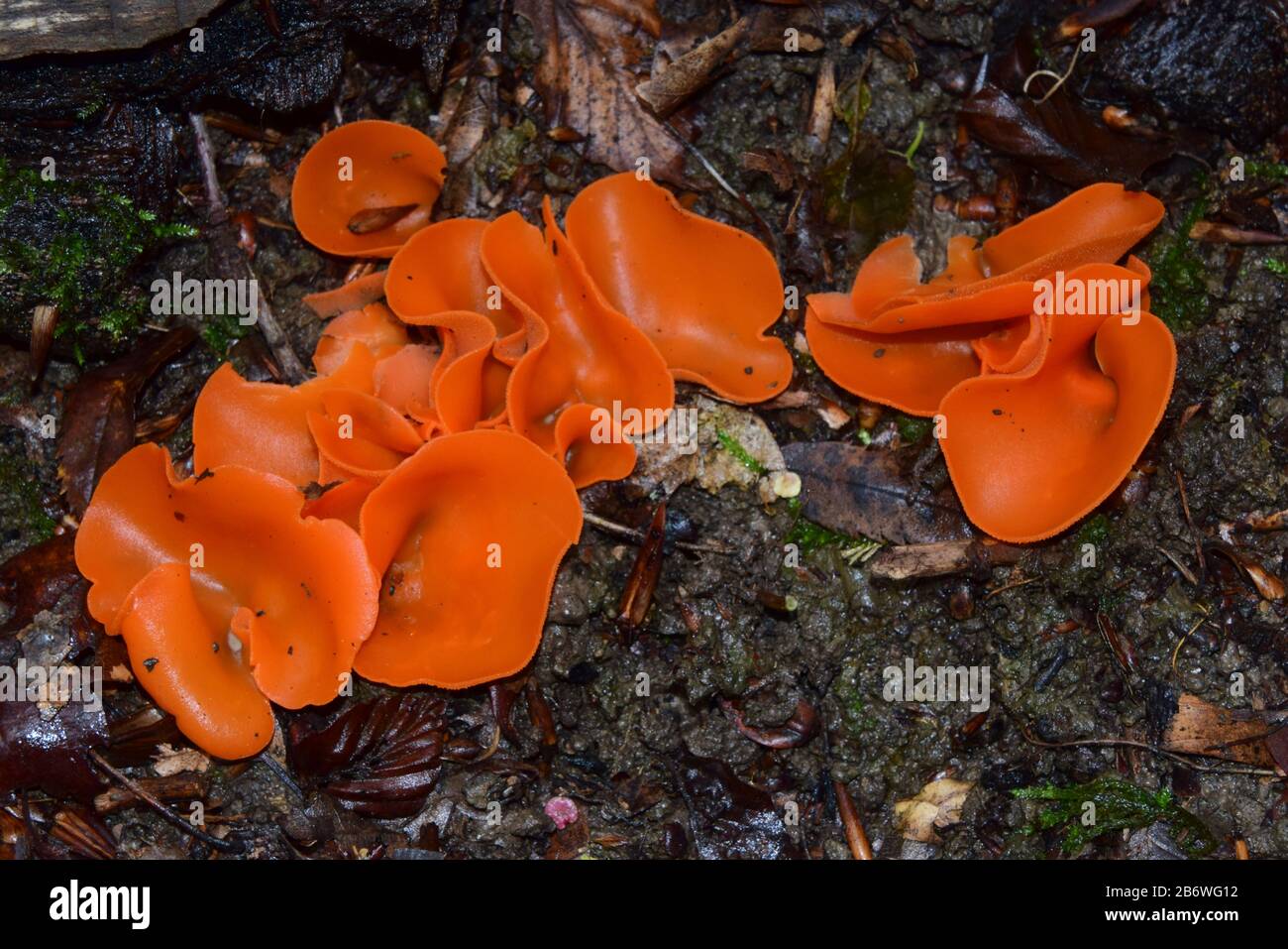 Buccia di arancia Fungo (Aleuria aurantia), ascocarps sul suolo della foresta. Germania Foto Stock