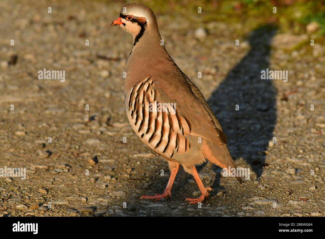 Questo Chukar Partridge (Alectoris chukar) è stato osservato nei vigneti nei pressi di Hammelburg, Baviera, Germania. Poiché questa specie non è originaria qui, si deve presumere che l'animale sia sfuggito ad un'voliera. Era felice di raccogliere pietre e piccoli semi lungo una strada sterrata. Germania Foto Stock