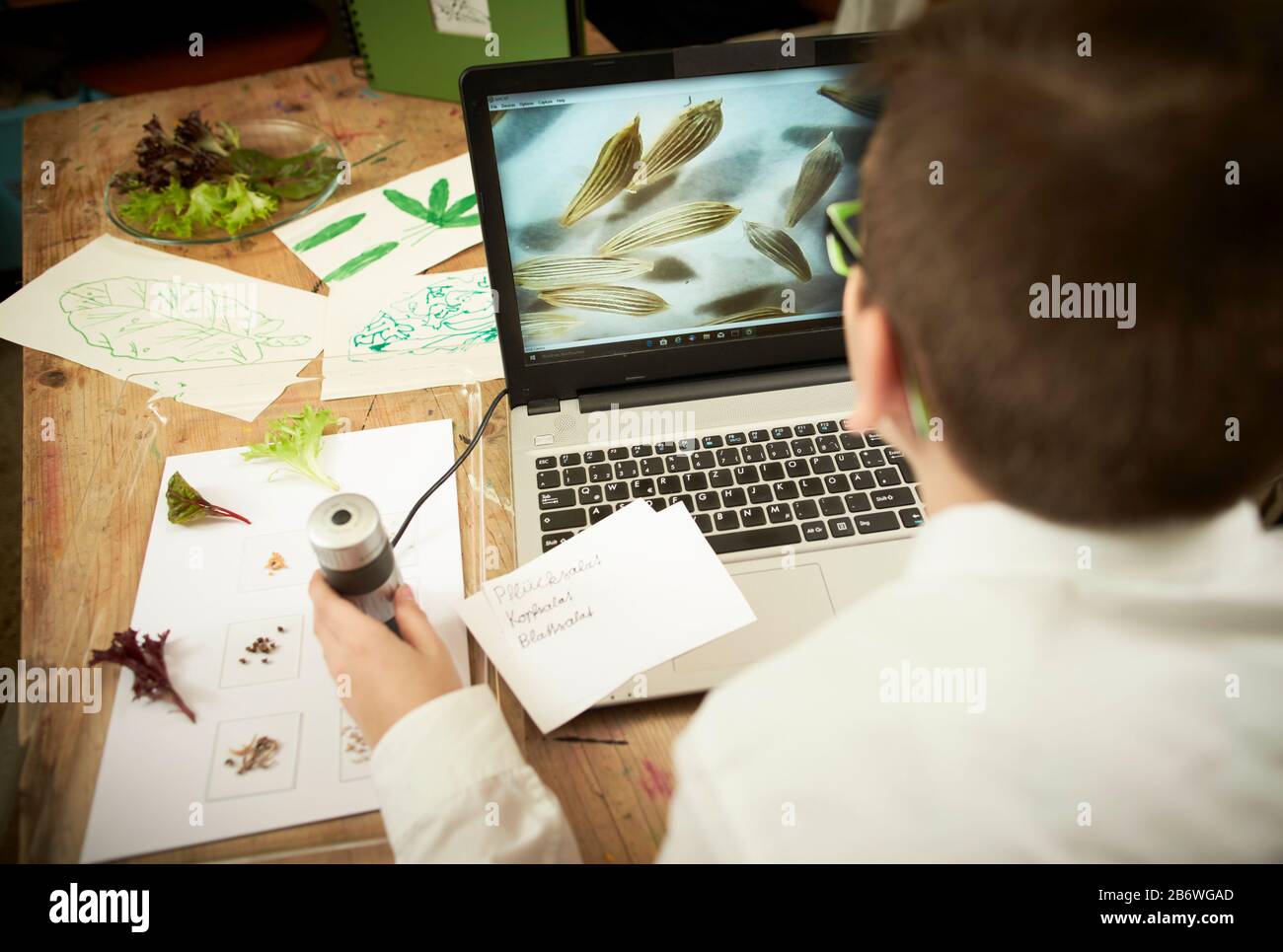 Bambini che indagano cibo. Un ragazzo guarda i semi di lattuga sotto un microscopio. Imparare secondo il principio della Pedagogia di Reggio, comprensione e scoperta giocose. Germania Foto Stock