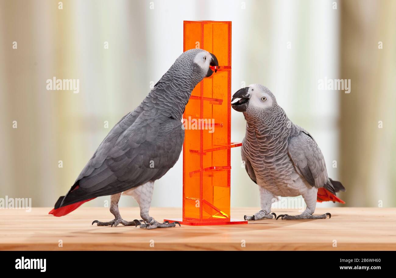 Pappagallo grigio africano (Psittacus erithacus). Due uccelli adulti lavorano insieme su un giocattolo di abilità per ottenere il cibo. Germania Foto Stock