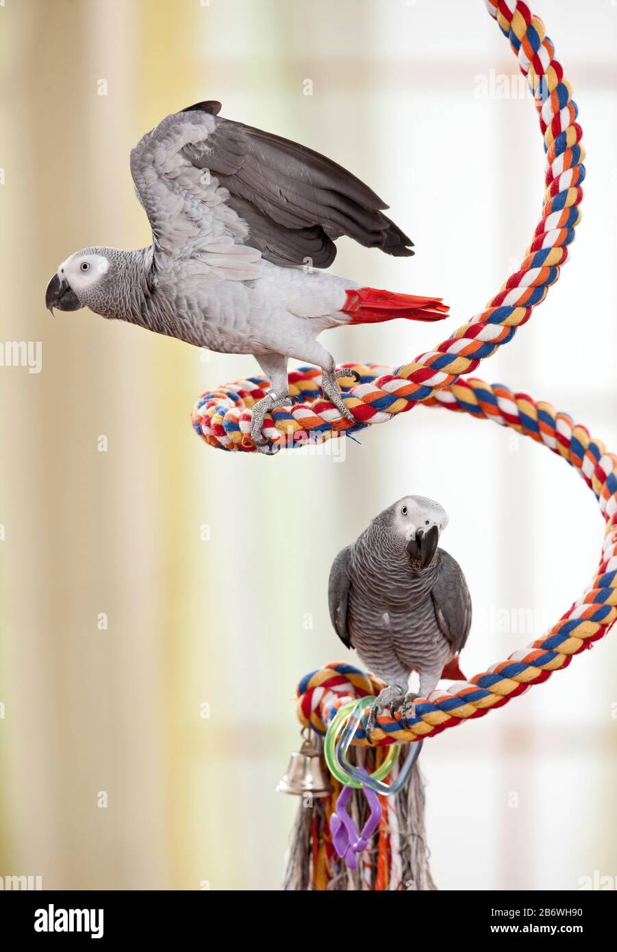 Pappagallo grigio africano (Psittacus erithacus). Due uccelli adulti su una corda colorata ritorta. Germania Foto Stock