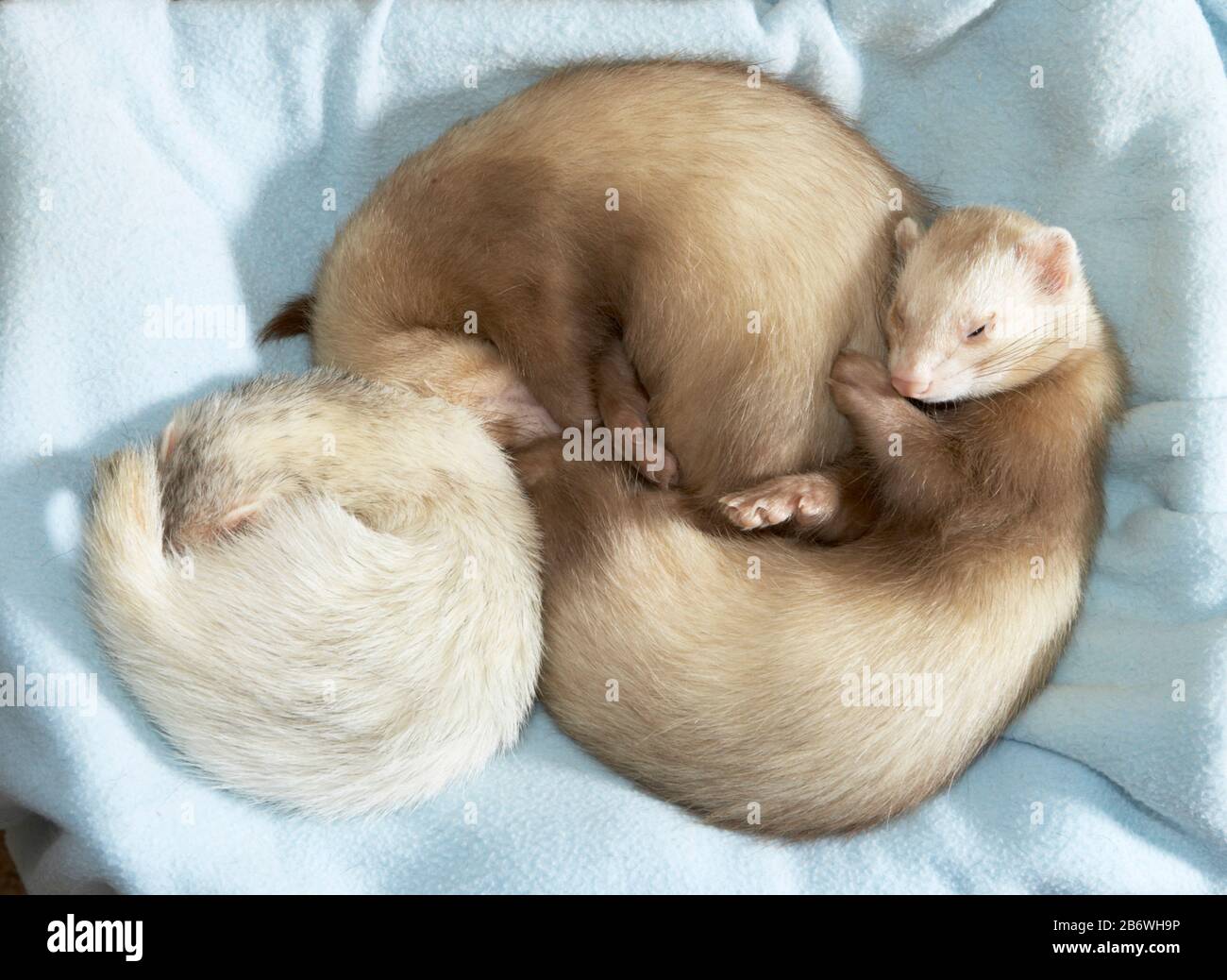 Ferret (Mustela putorius furo). Tre animali dormono su una coperta azzurra. Germania Foto Stock