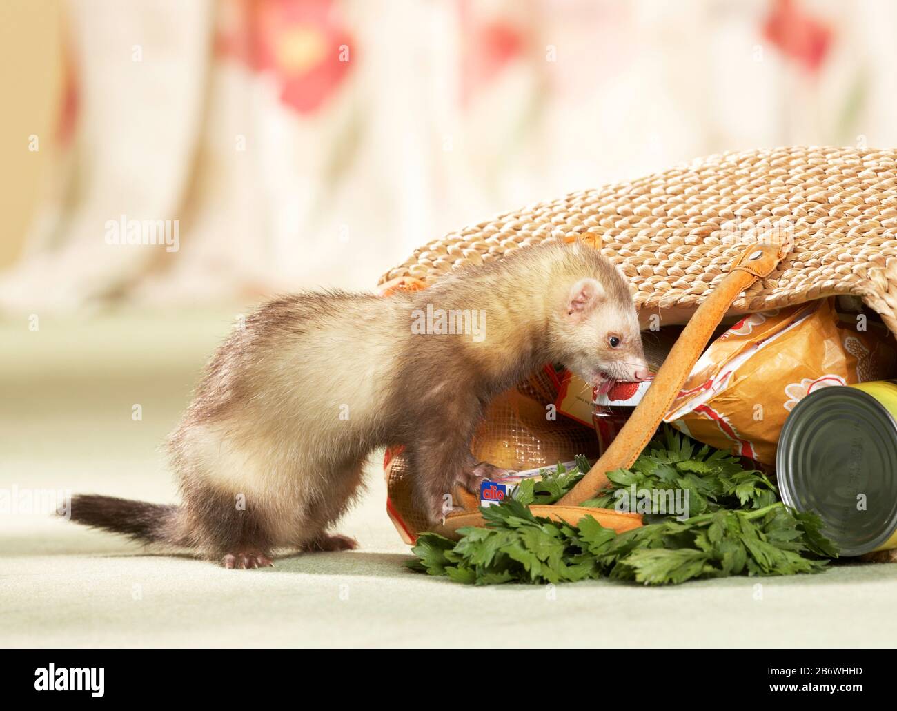 Ferret (Mustela putorius furo) esamina una borsa piena di shopping. Germania Foto Stock