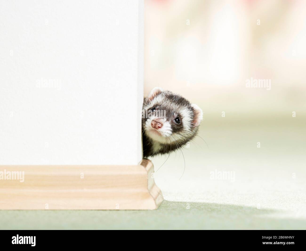 Ferret (Mustela putorius furo) che si affaccia su un angolo di una camera. Germania . Foto Stock