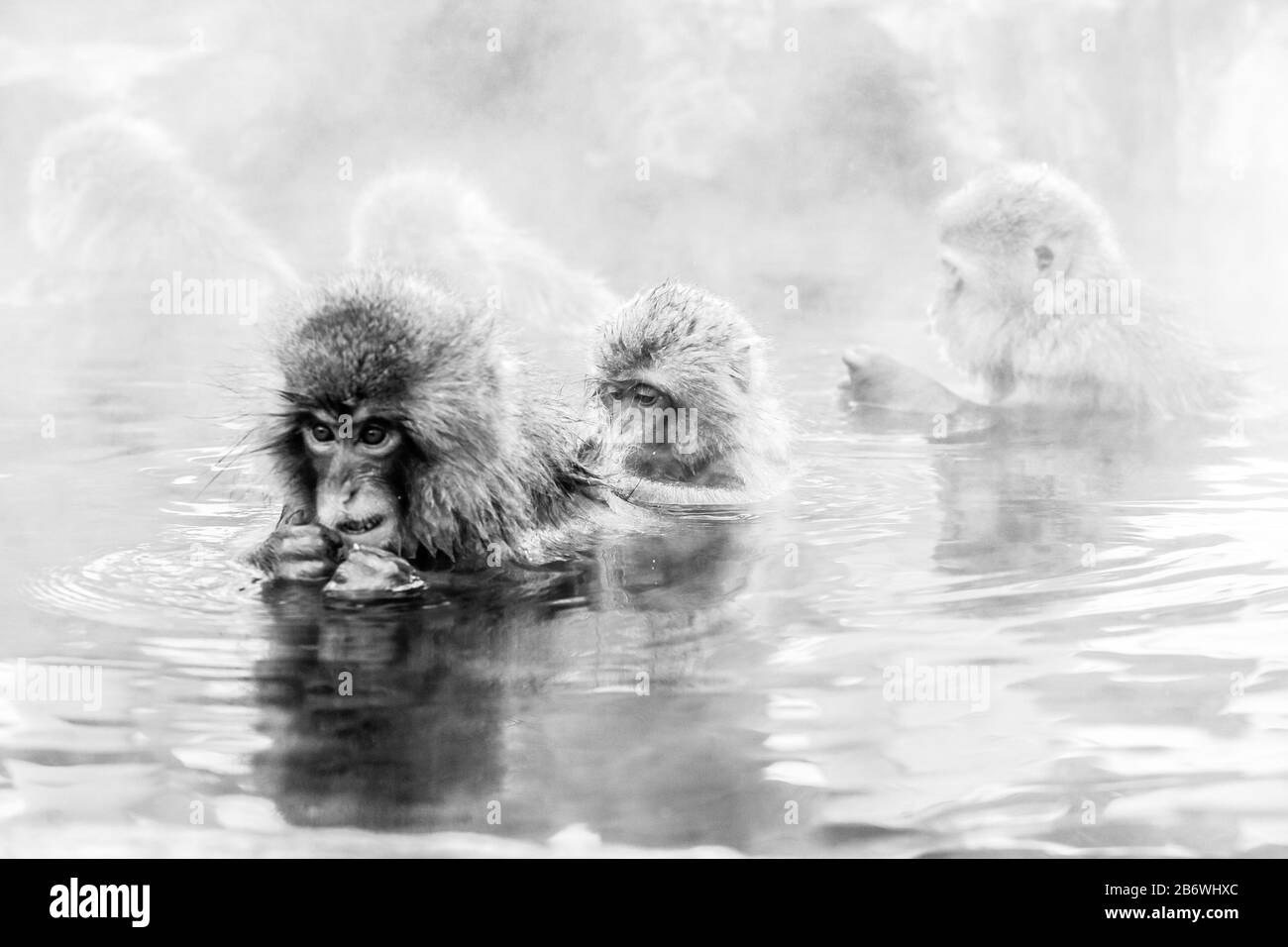 Scimmie giapponesi in una sorgente termale calda a Jigokudani Yaen-Koen (Parco delle scimmie della neve selvaggia), Prefettura di Nagano, Giappone Foto Stock