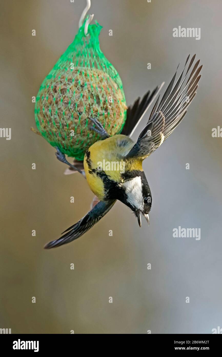 Grande Tit (Parus Major) su una torta sueta minacciosa. Germania Foto Stock