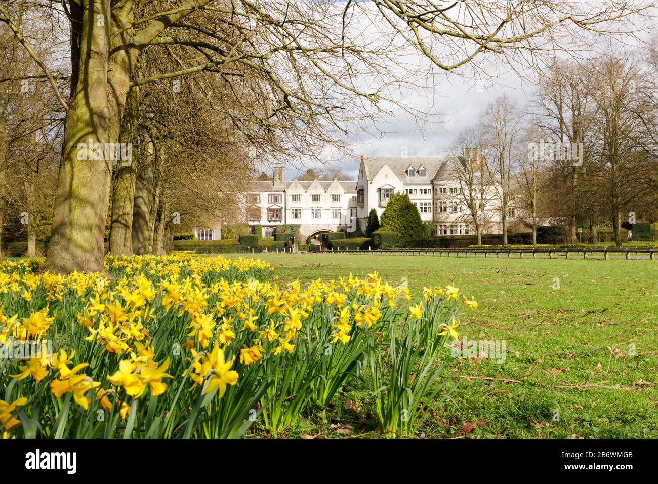 Binley, Warwickshire, marzo 2020: I narcisi circondano gli alberi nel viale che conduce al Coombe Abbey Hotel, un edificio classificato Grade i. Foto Stock