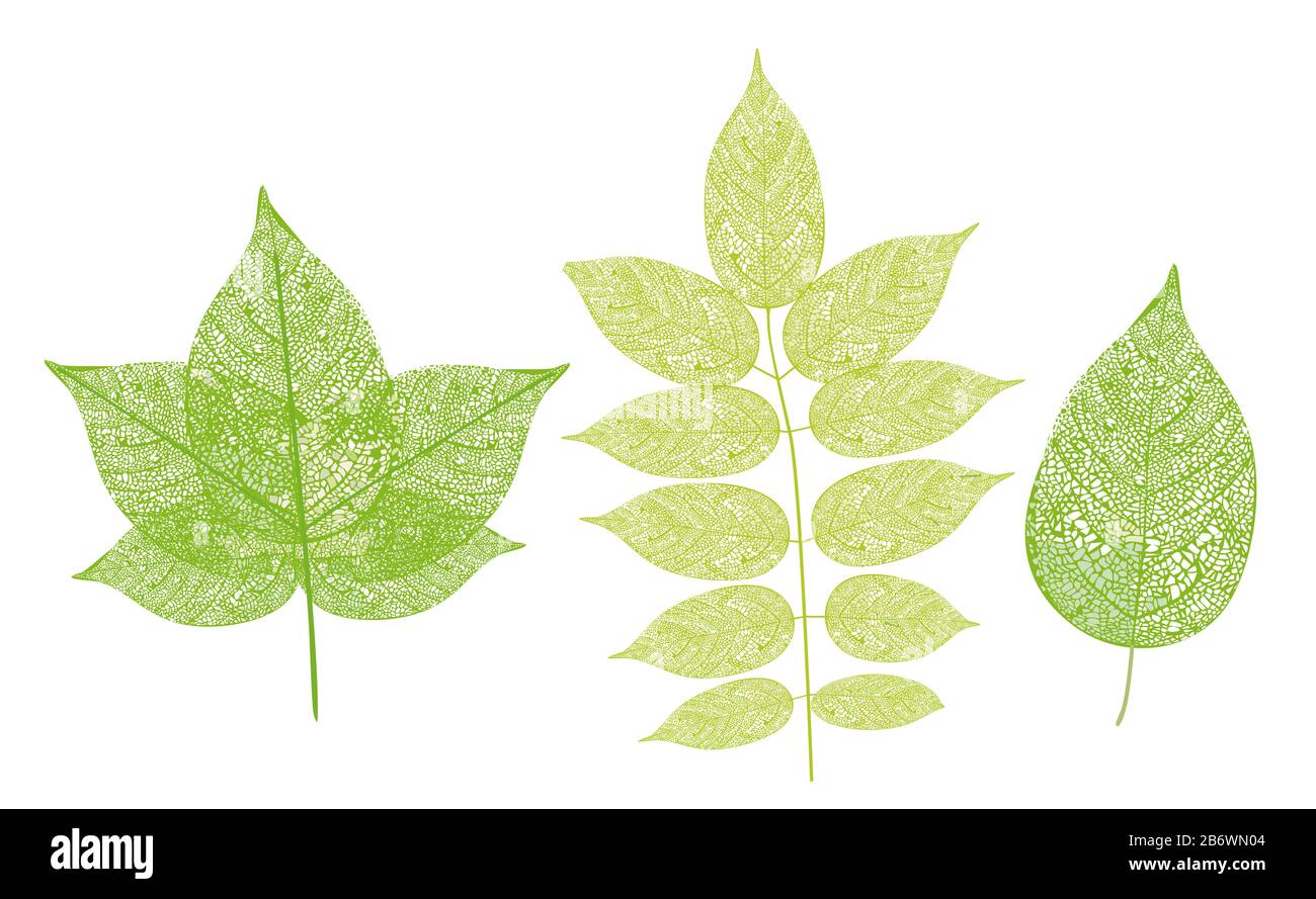 Foglia - componenti dell'impianto - illustrazione vettoriale Foto Stock